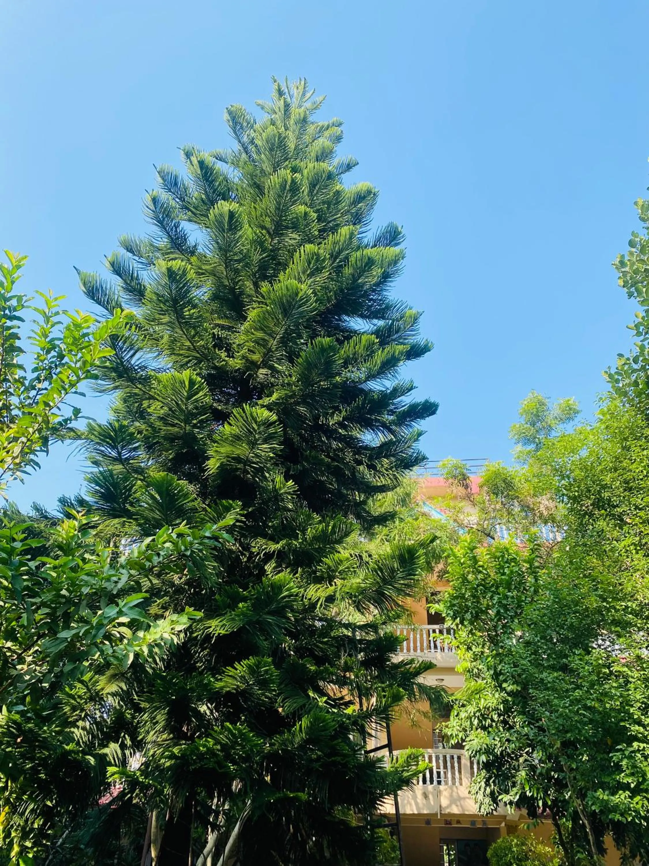 Garden in Eco Adventure Resort