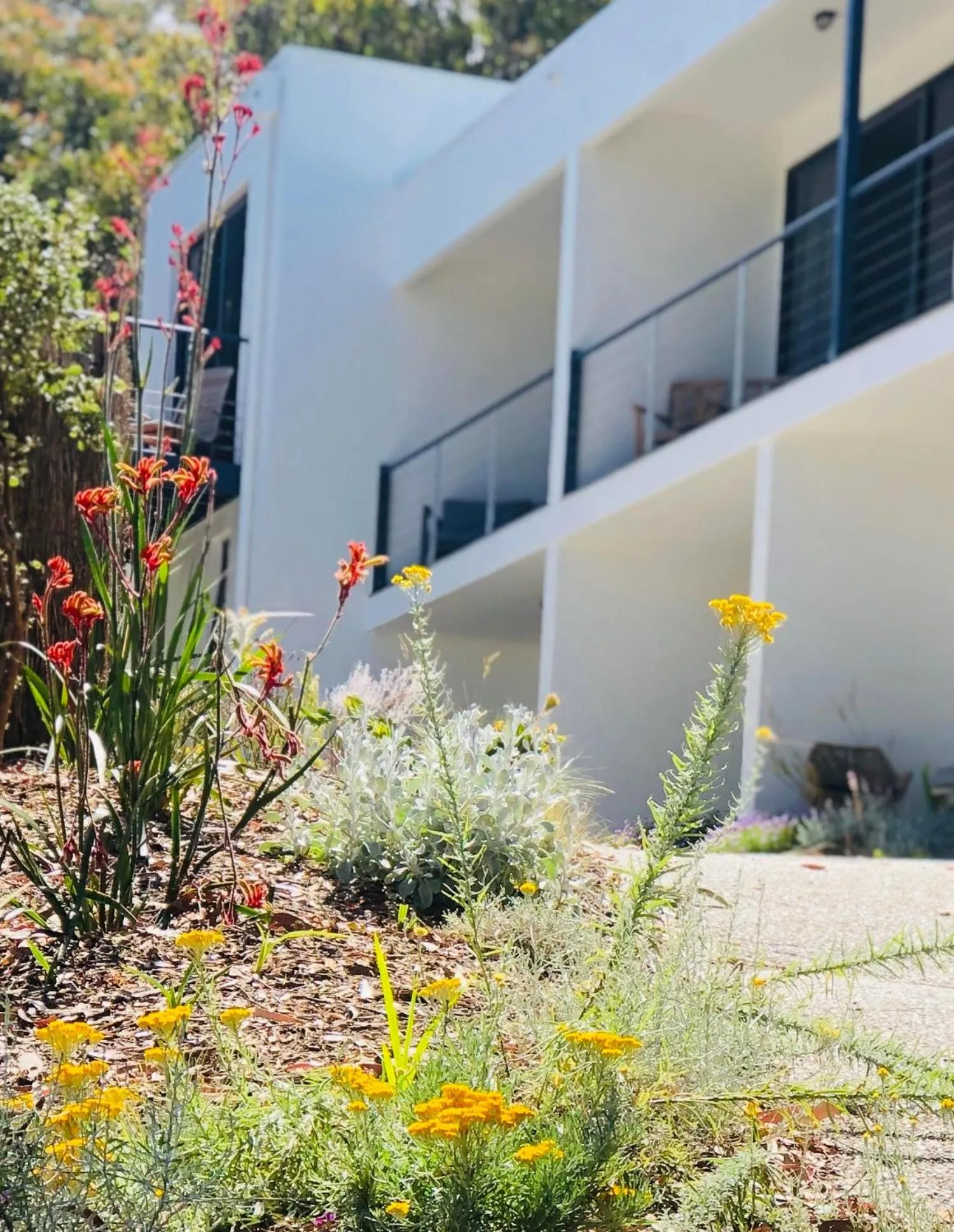 Garden in Lorne Surf Apartments
