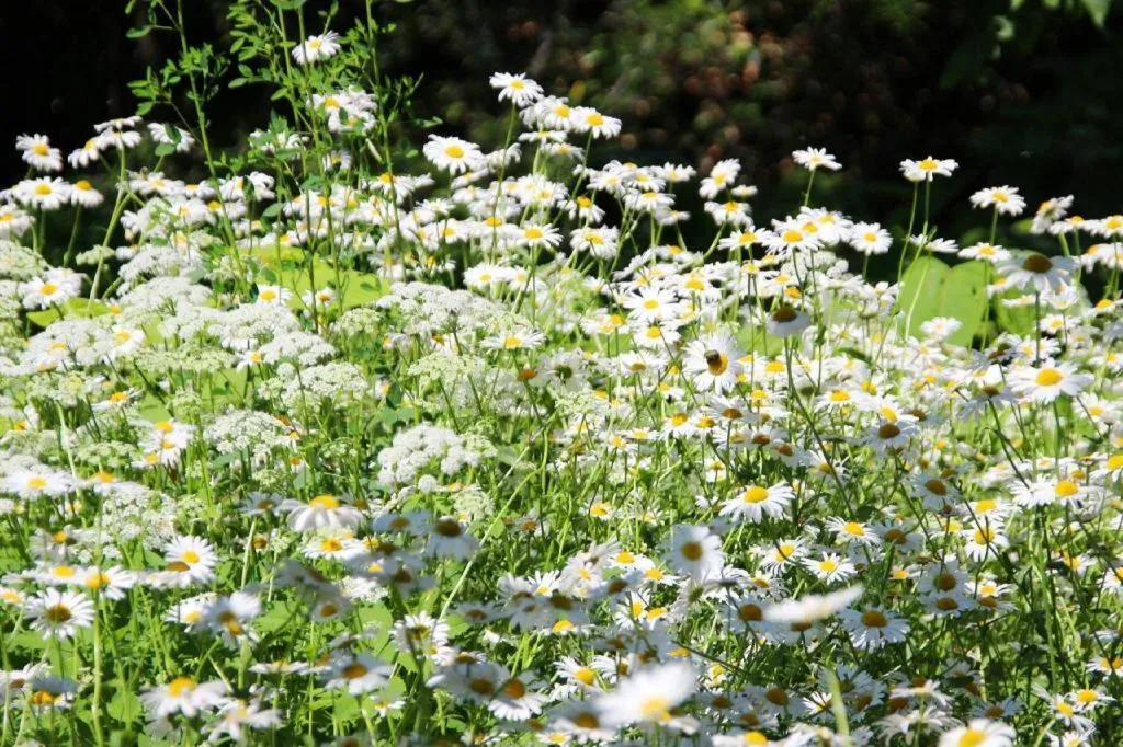 Ryobou Hanaemi Hotel