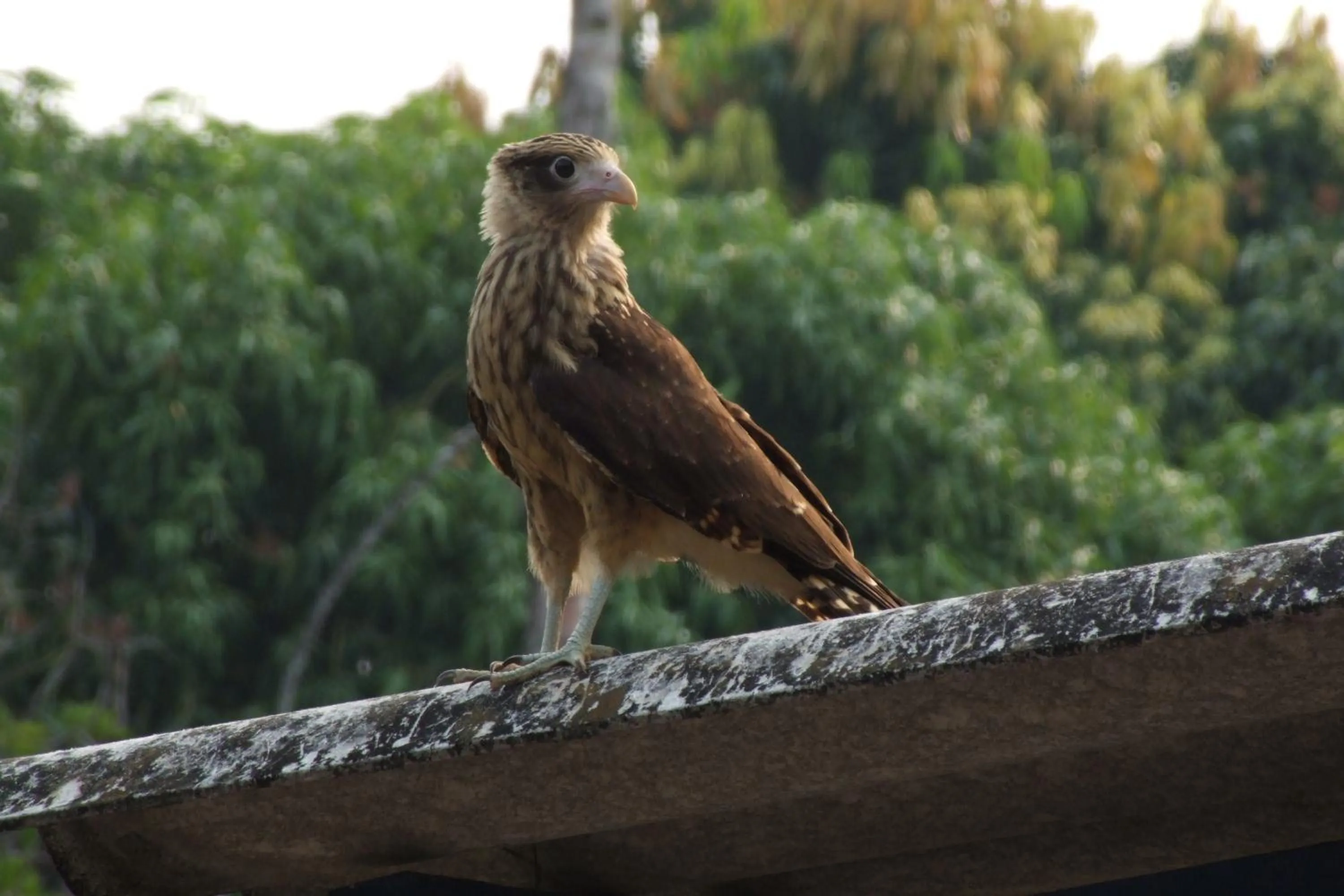 Natural landscape in Hotel Parador del Gitano