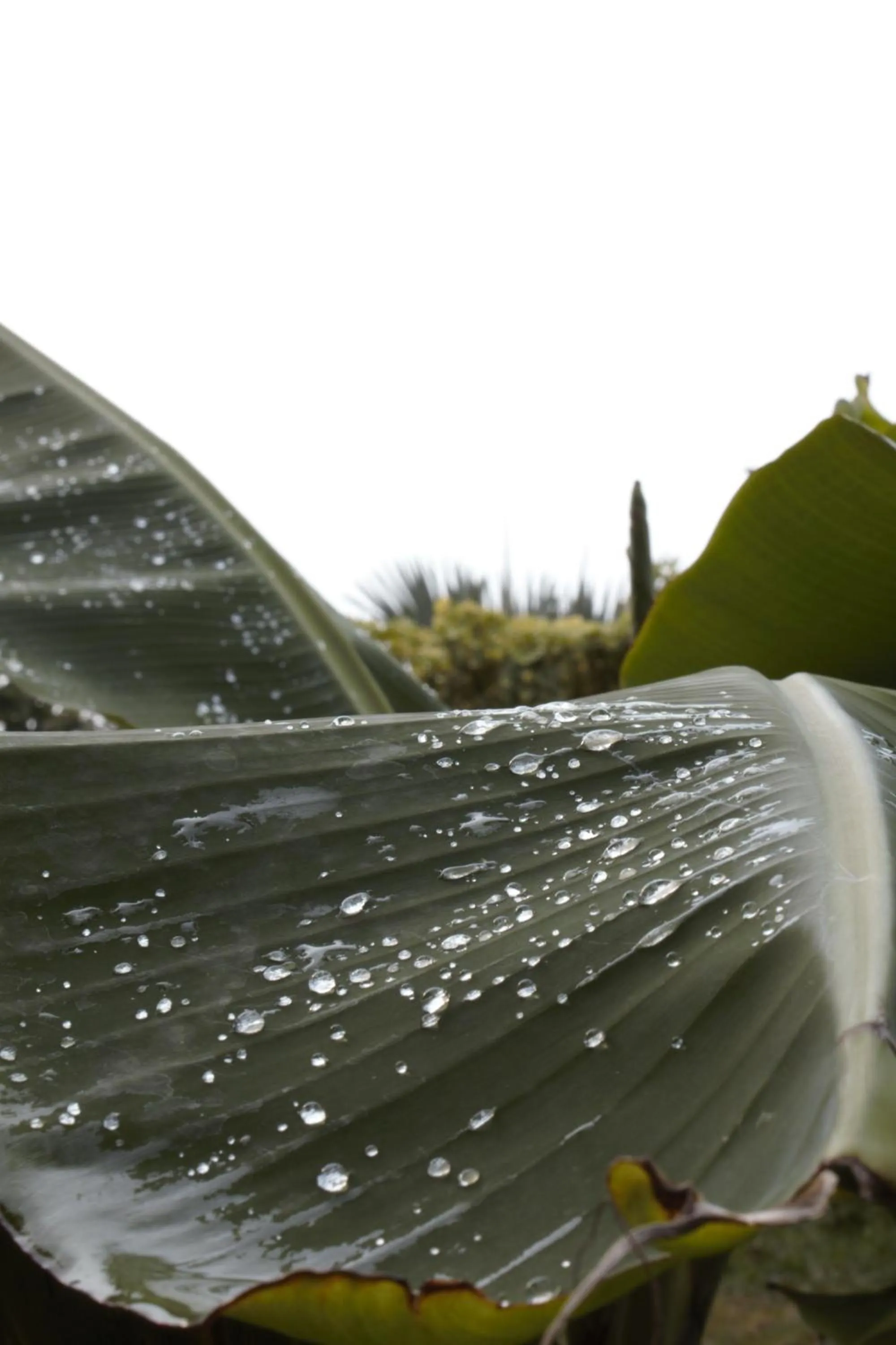Natural landscape in Hotel Parador del Gitano