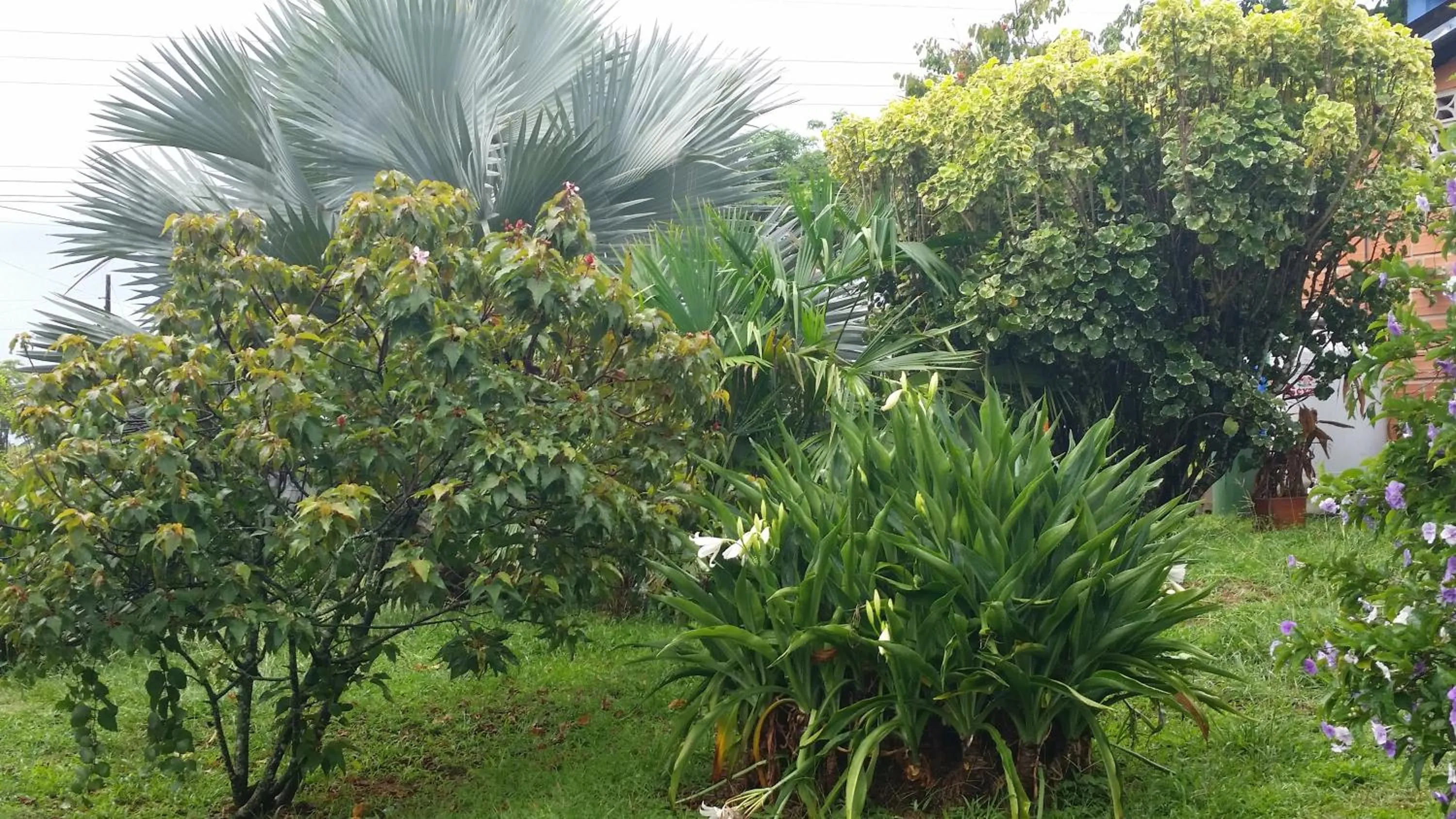 Garden in Hotel Parador del Gitano