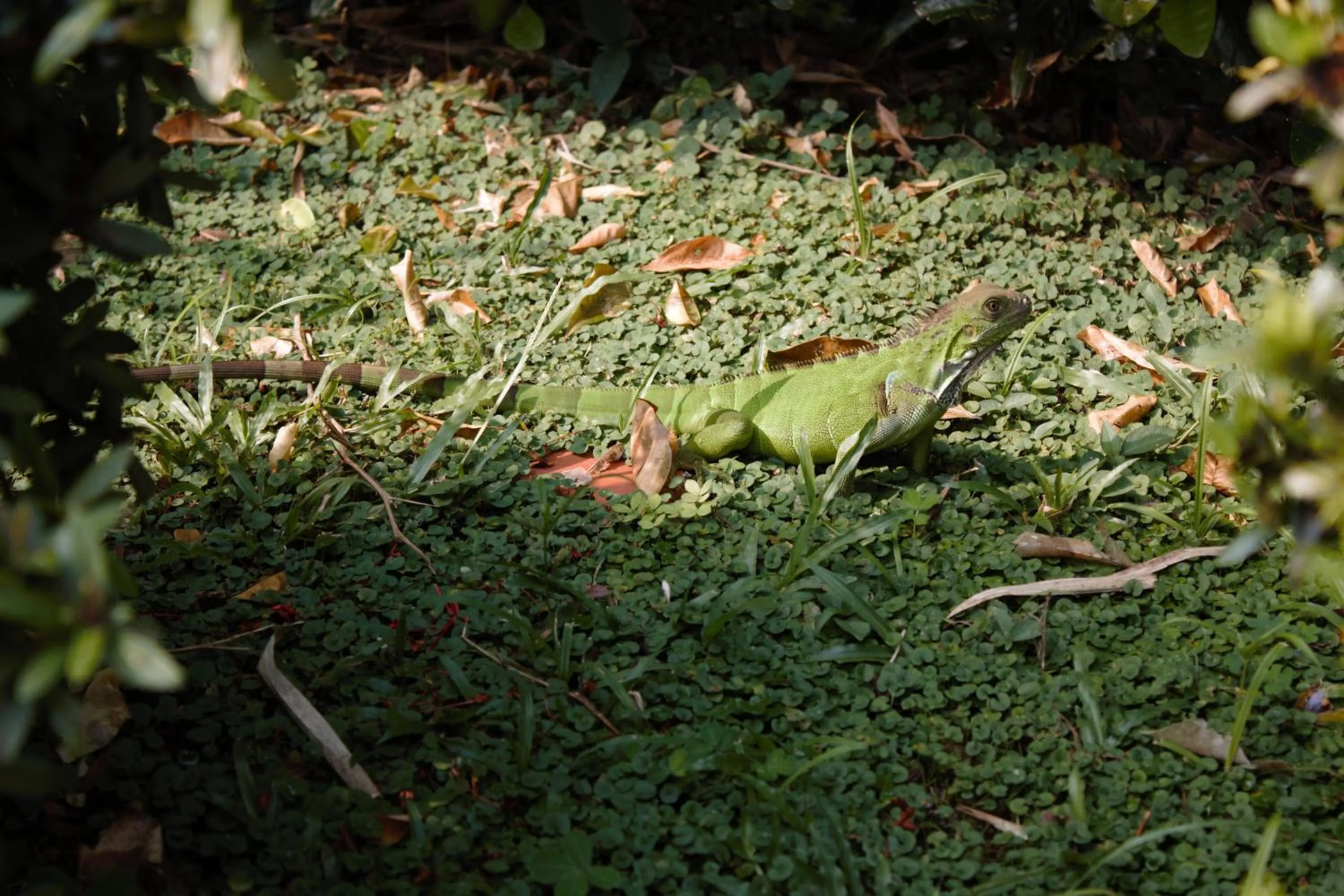 Garden in Hotel Parador del Gitano