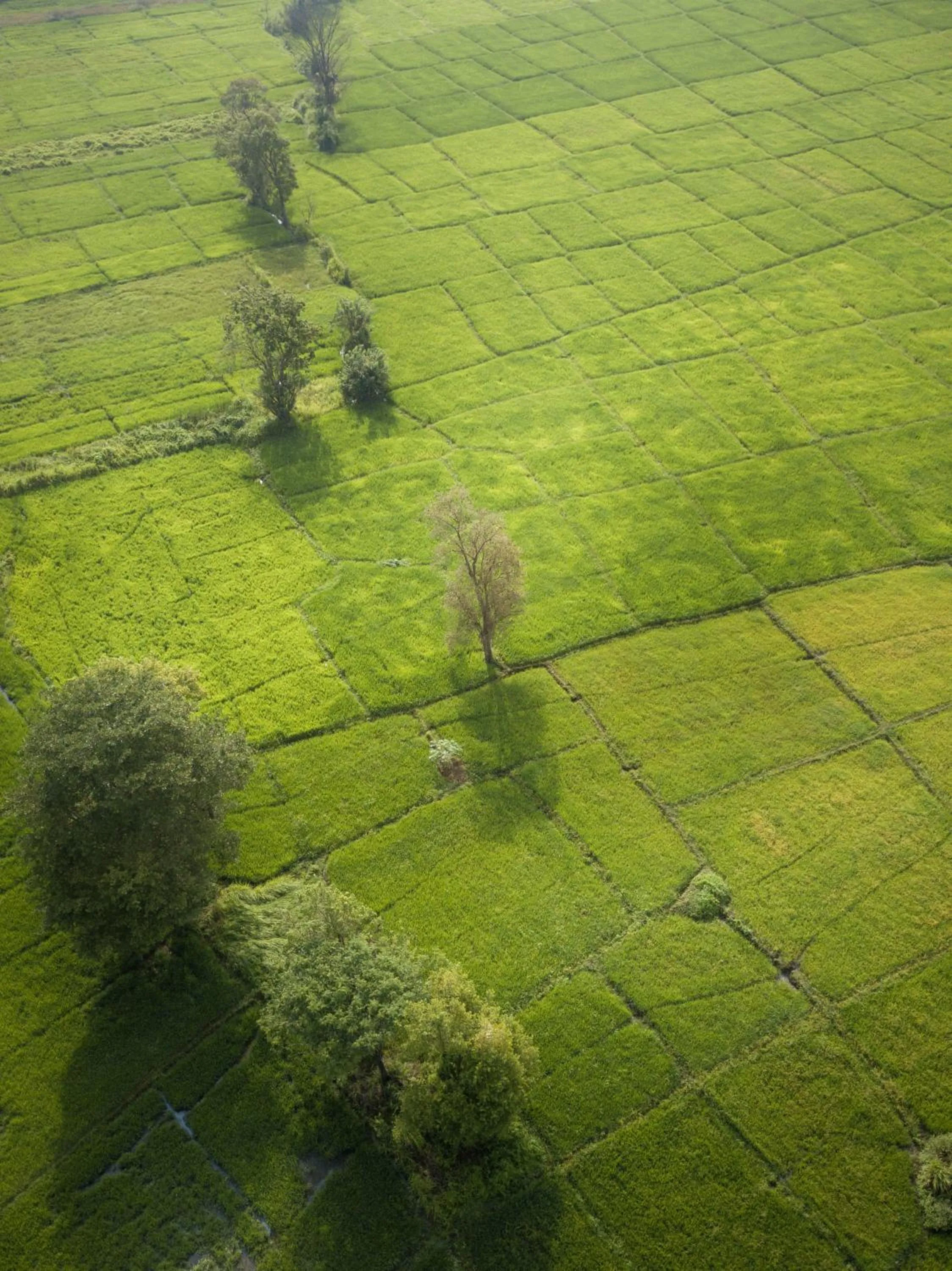 View (from property/room) in The Hideout Sigiriya