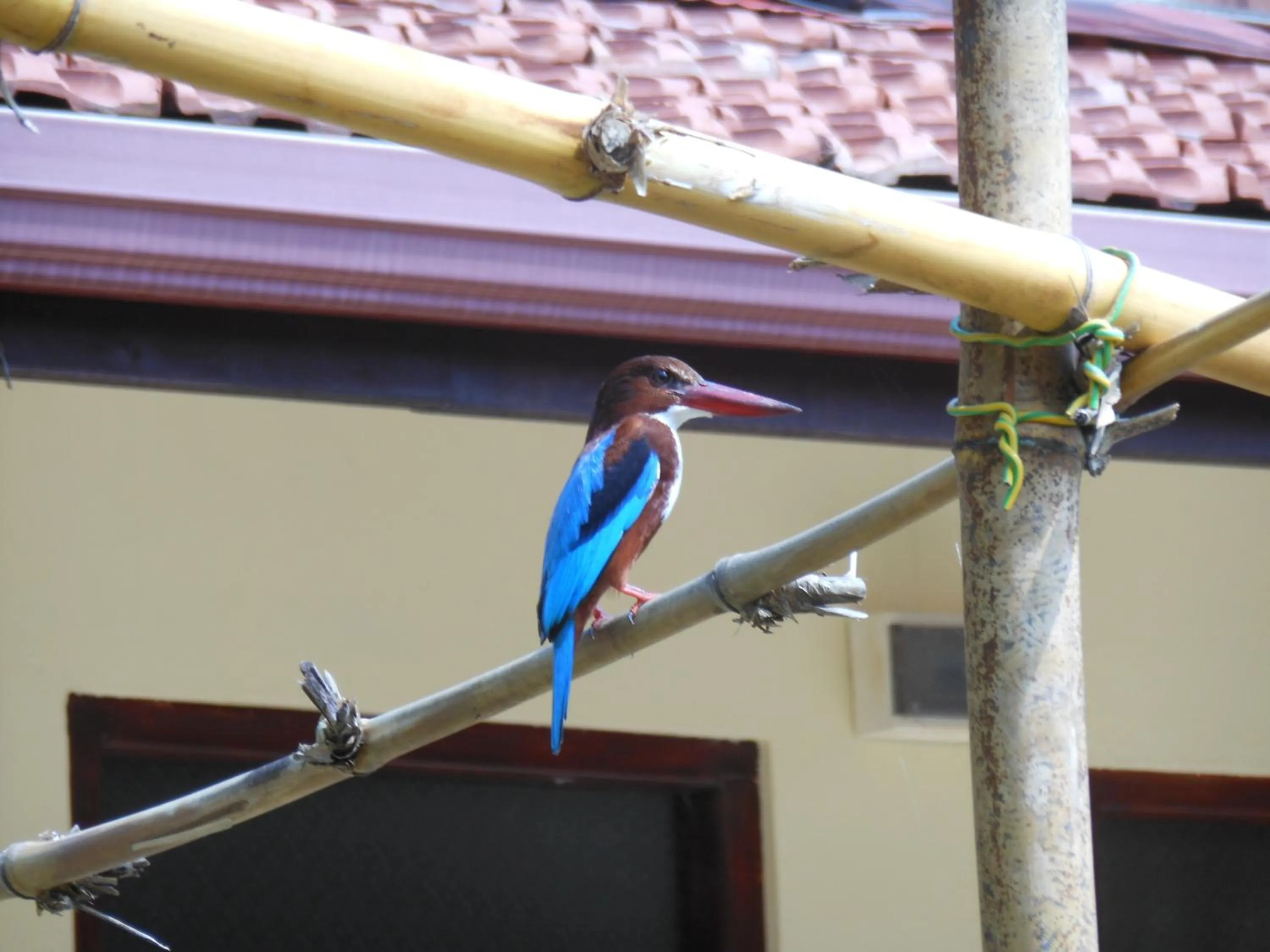 Day in Zum Deutschen