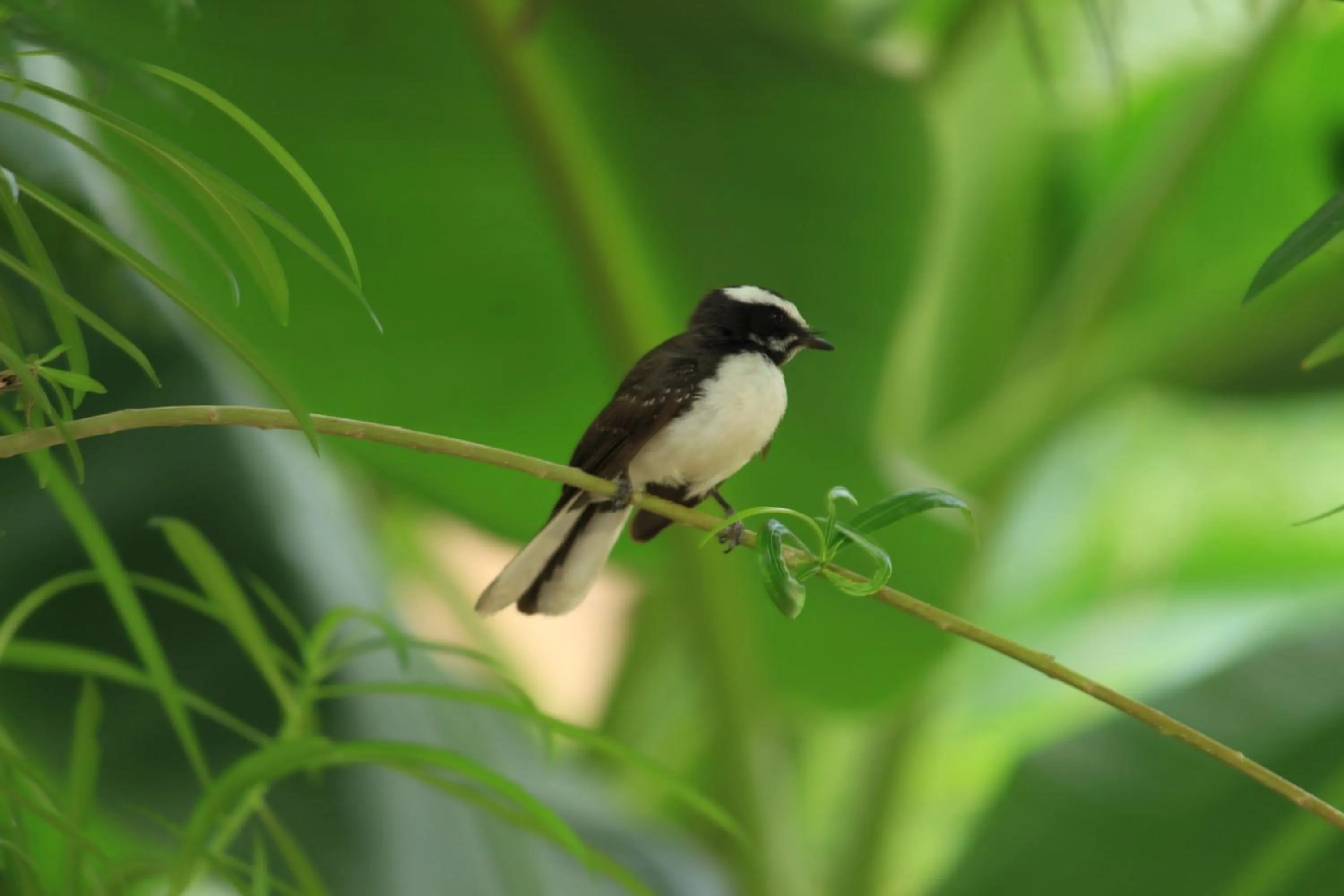 Natural landscape in TatSaraasa Resort & Spa, Udaipur