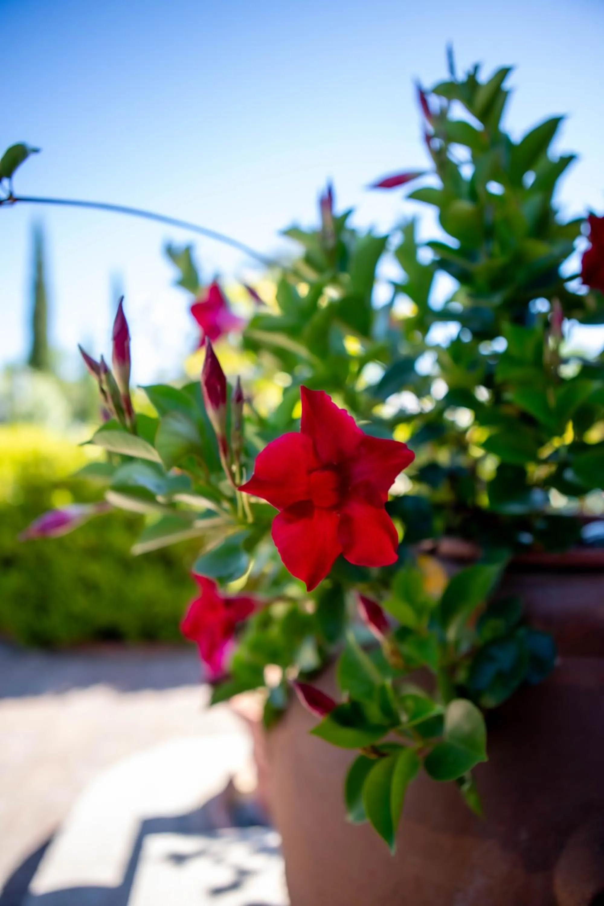 Spring in Affittacamere Campus Trigoria