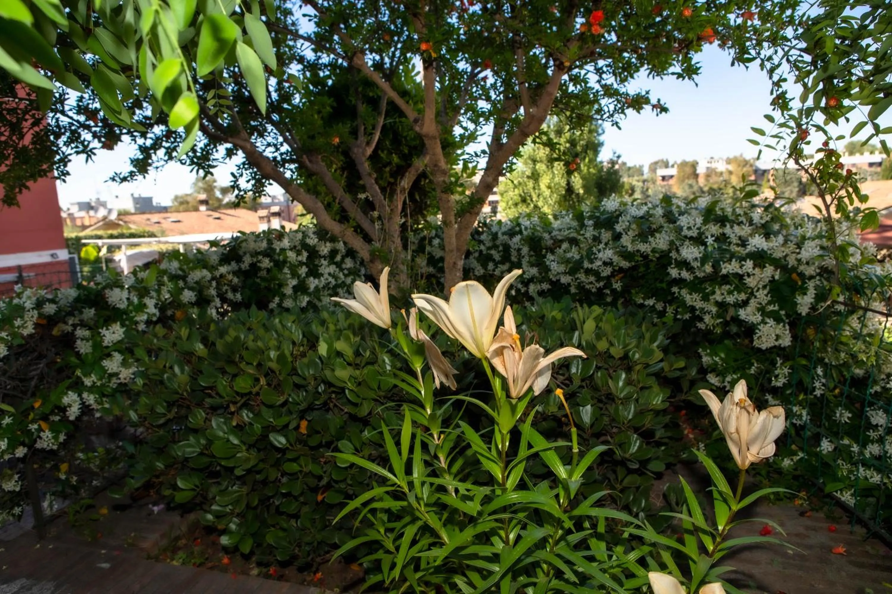 Garden in Affittacamere Campus Trigoria