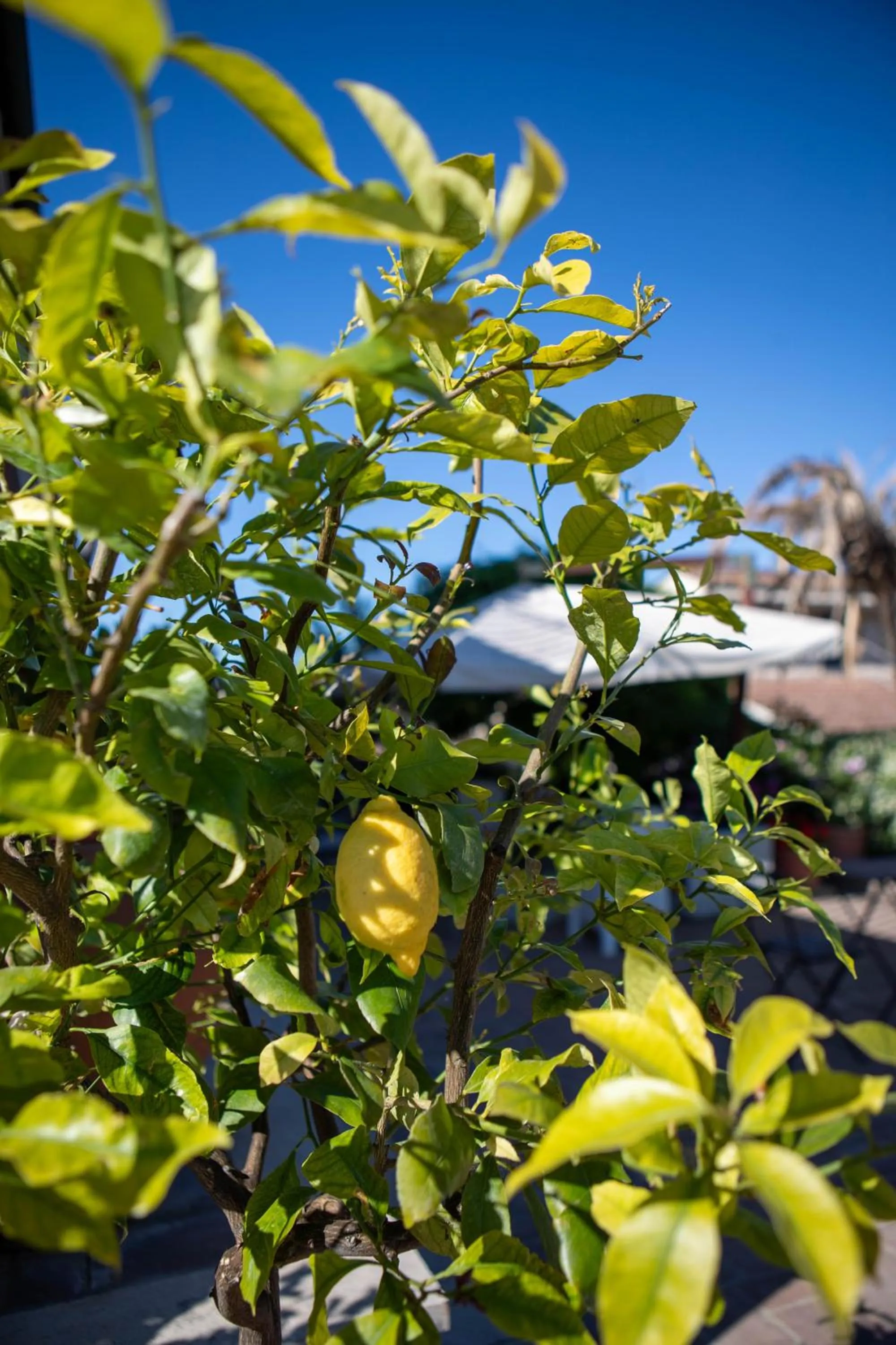 Spring in Affittacamere Campus Trigoria