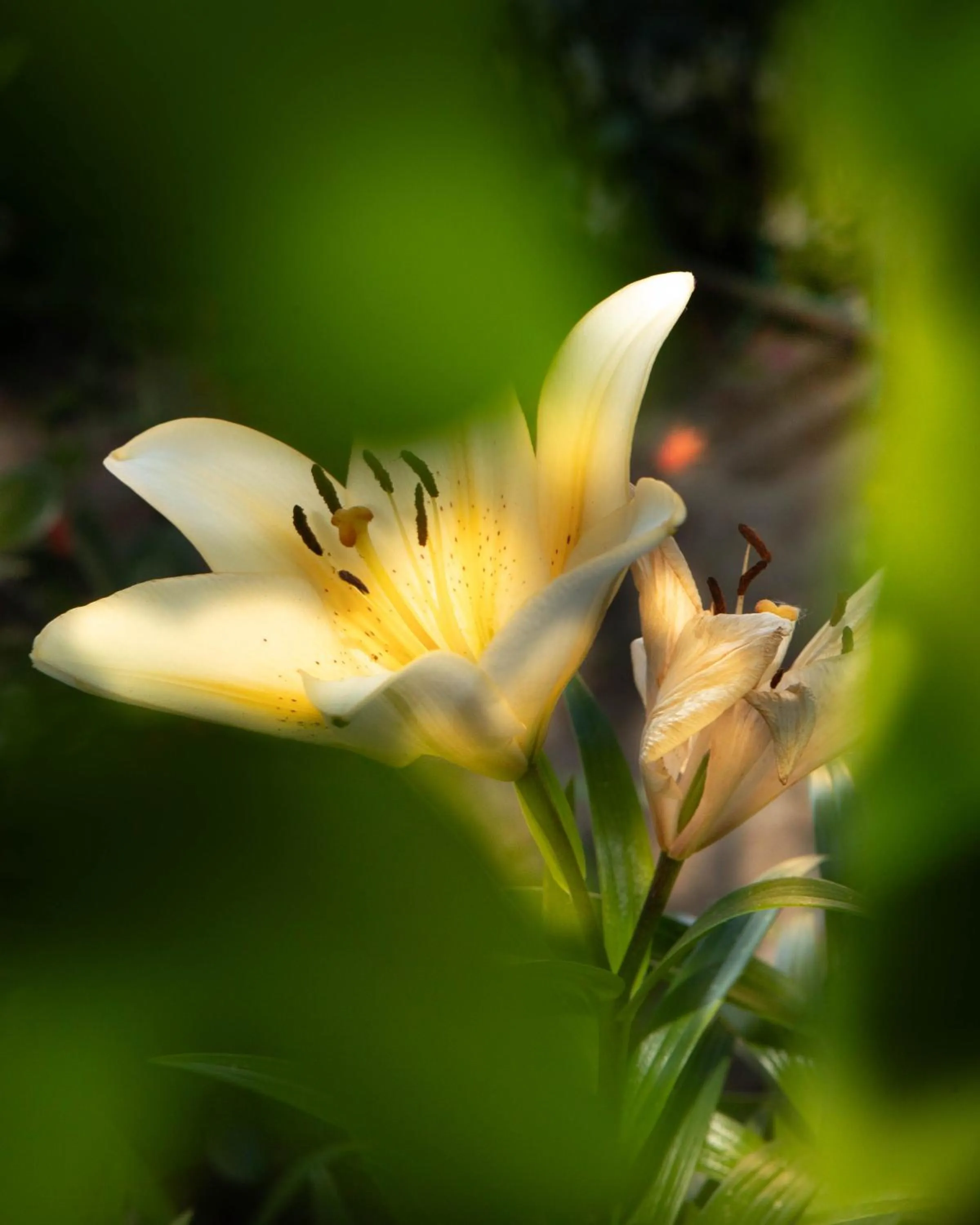 Spring in Affittacamere Campus Trigoria