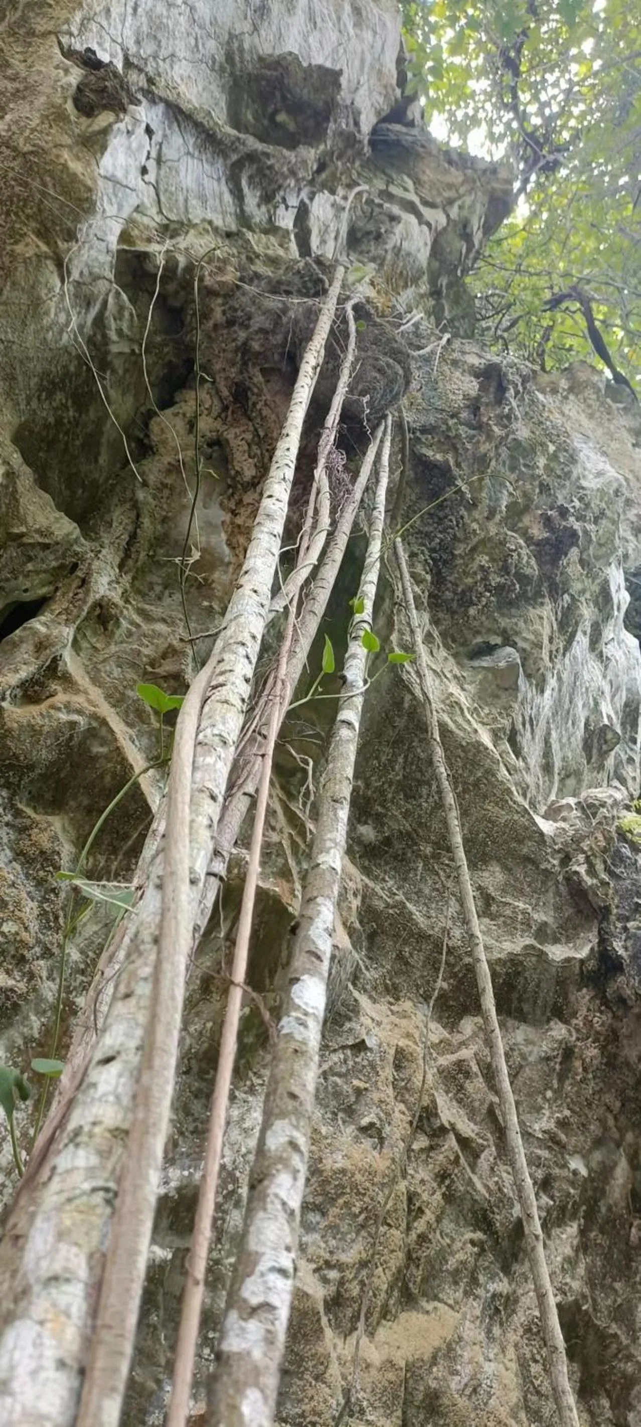 Property building in Country house Pulai Holiday Village