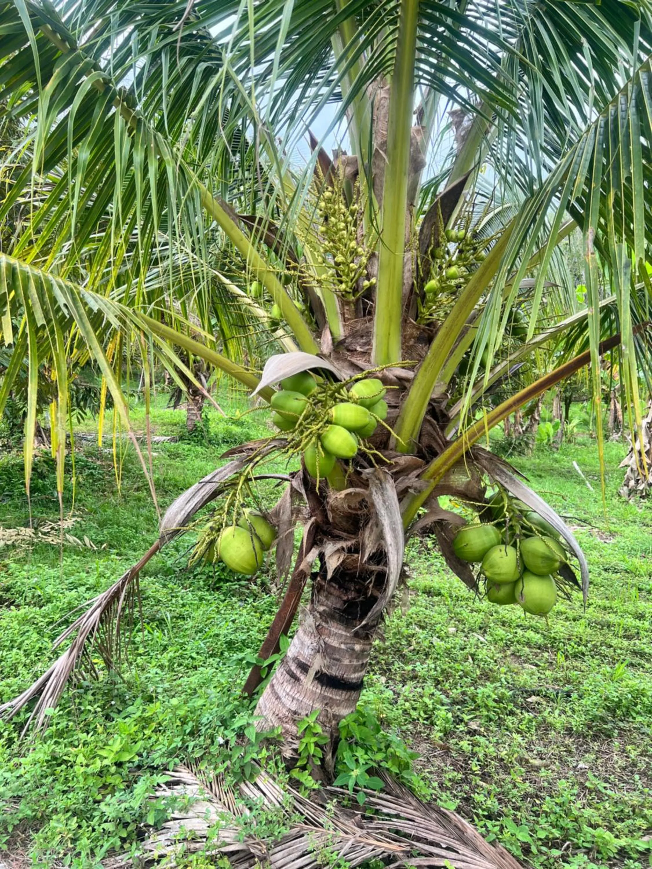 Country house Pulai Holiday Village