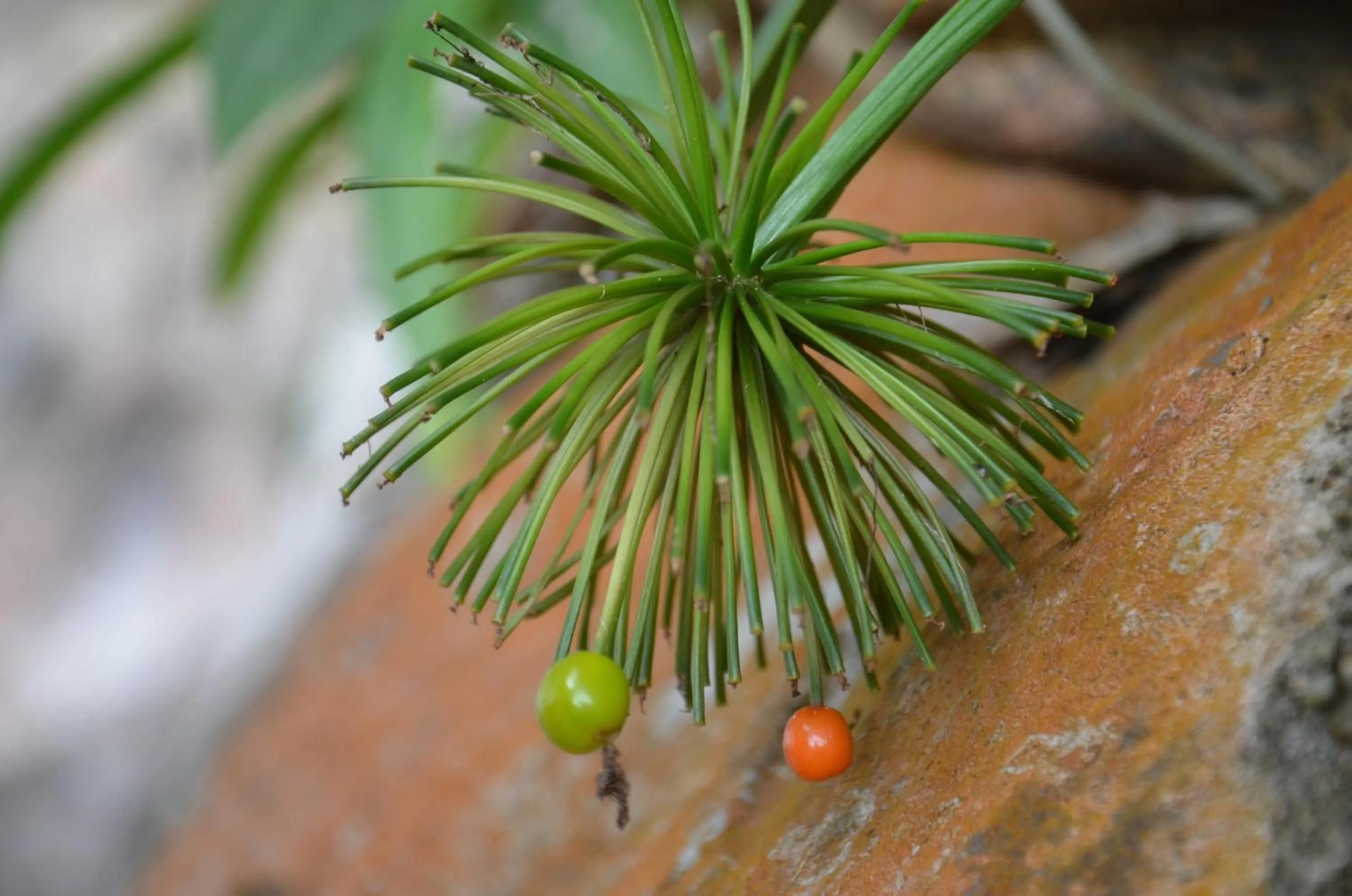 Natural landscape in Country house Pulai Holiday Village