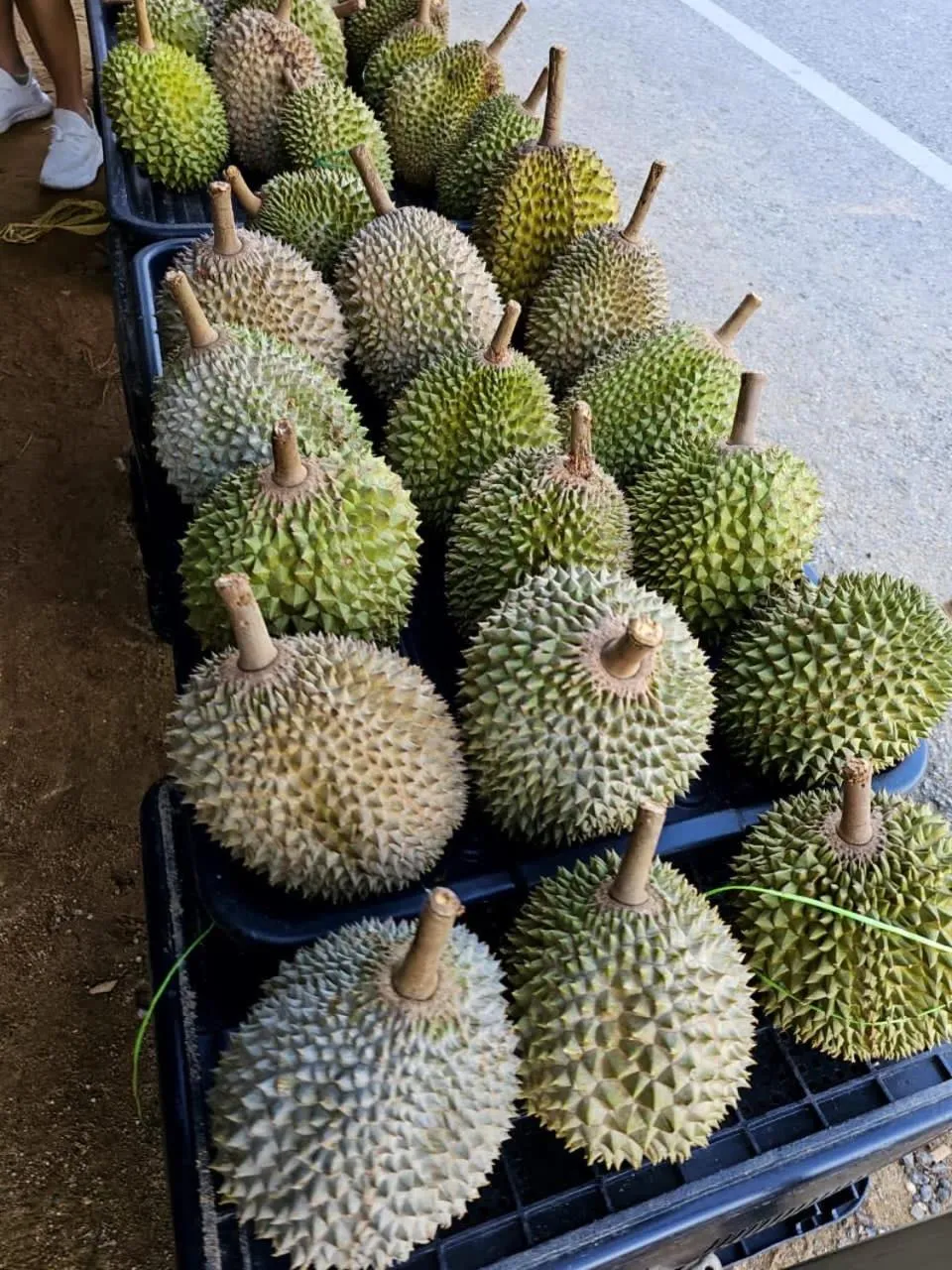 Country house Pulai Holiday Village