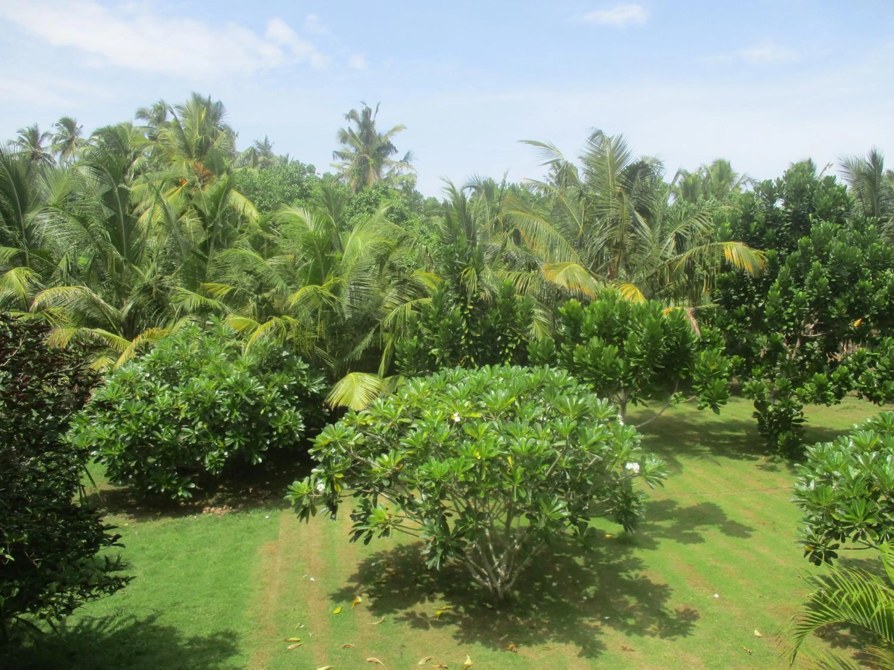 Garden in Raja Beach Hotel