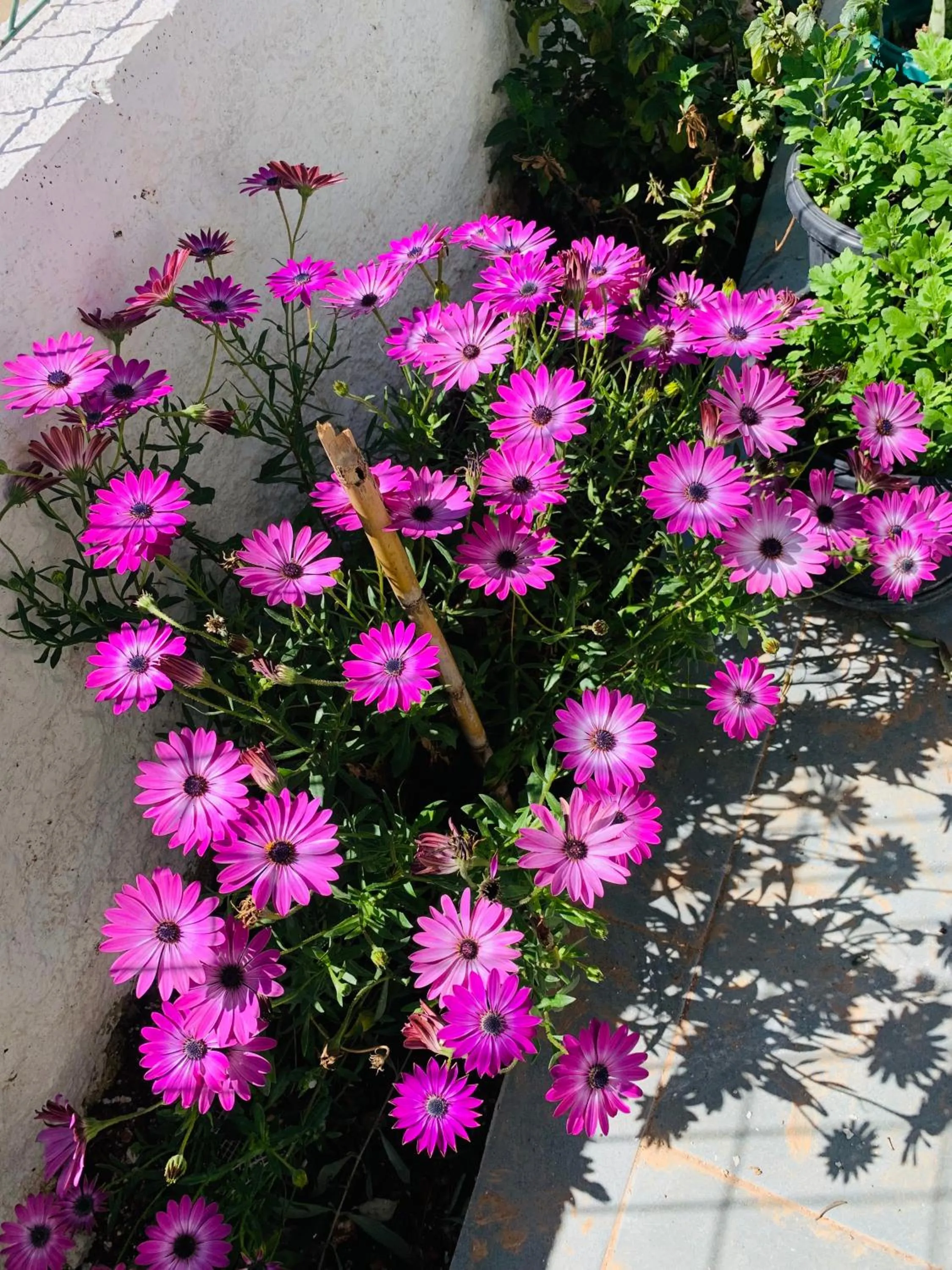 Garden view in Central Garden Sofia 1- Free Parking