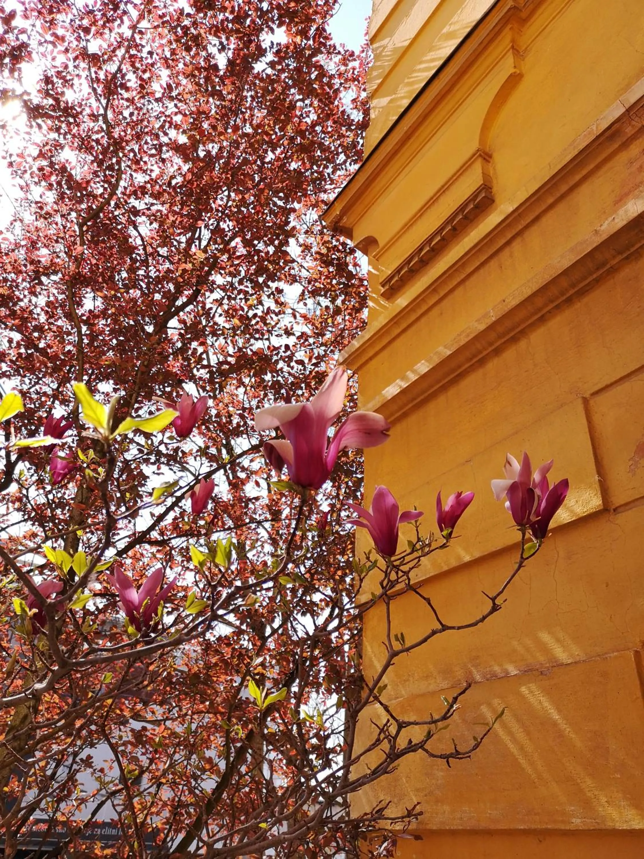 The Villa, Ljubljana city center