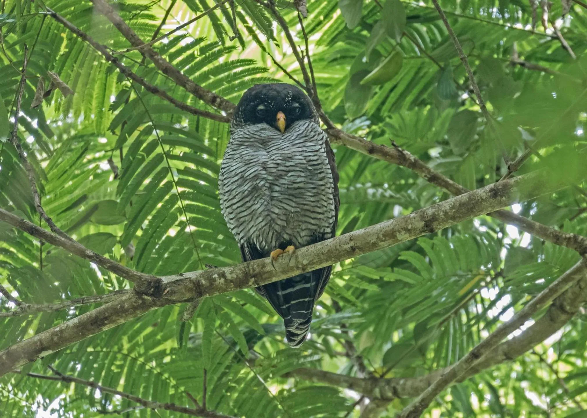 Natural landscape in La Fortuna Lodge by Treebu Hotels