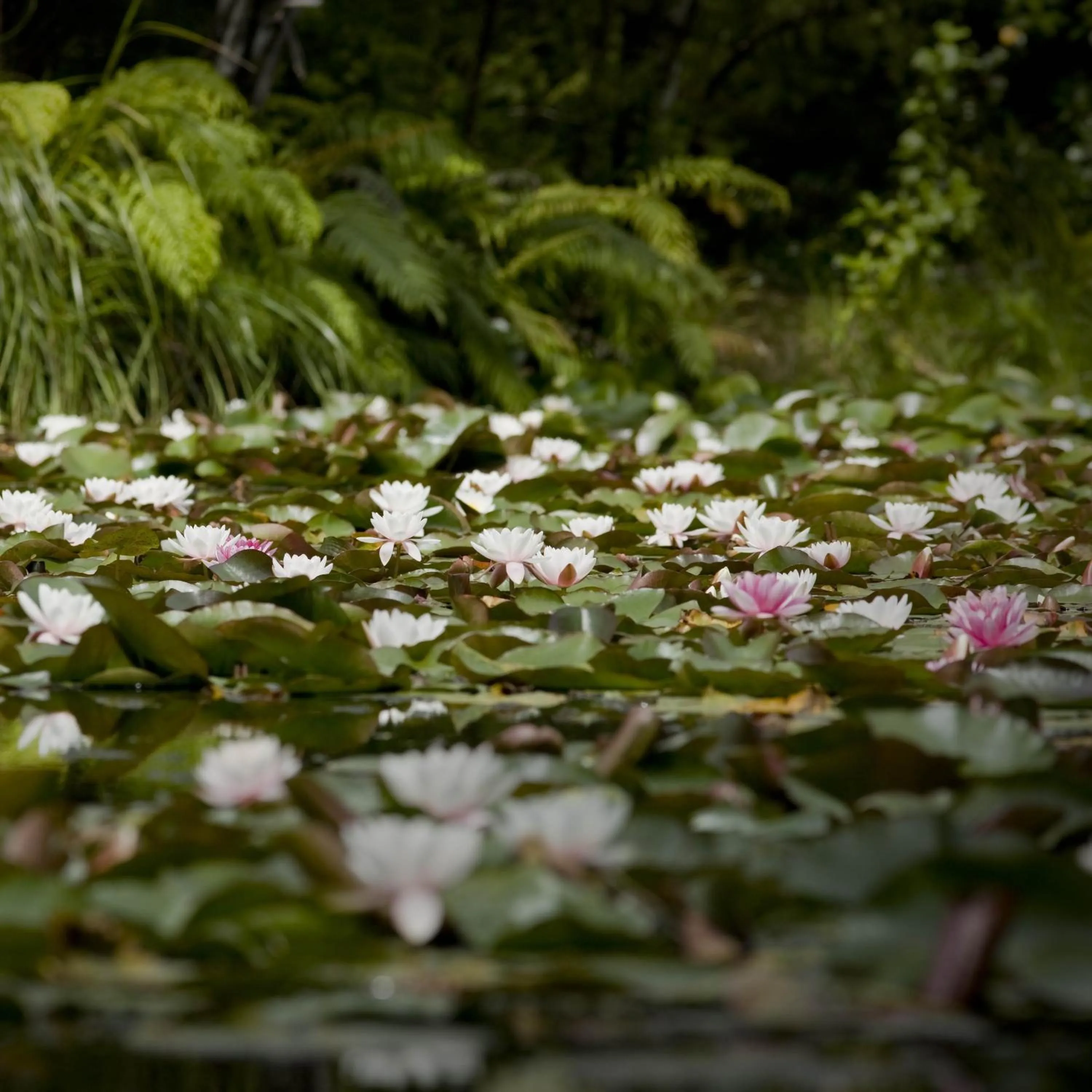 Garden in Rapaura Watergardens