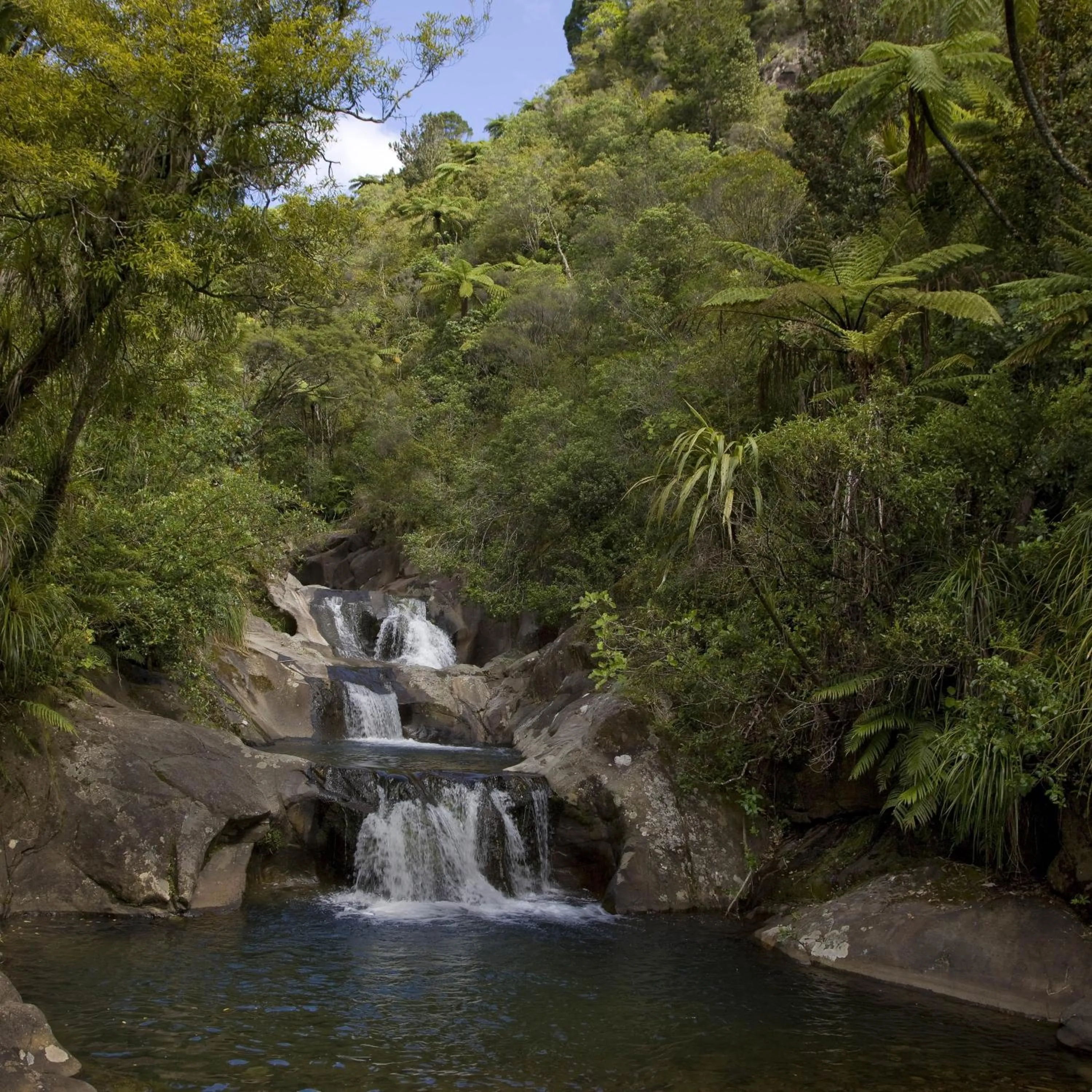 Garden in Rapaura Watergardens