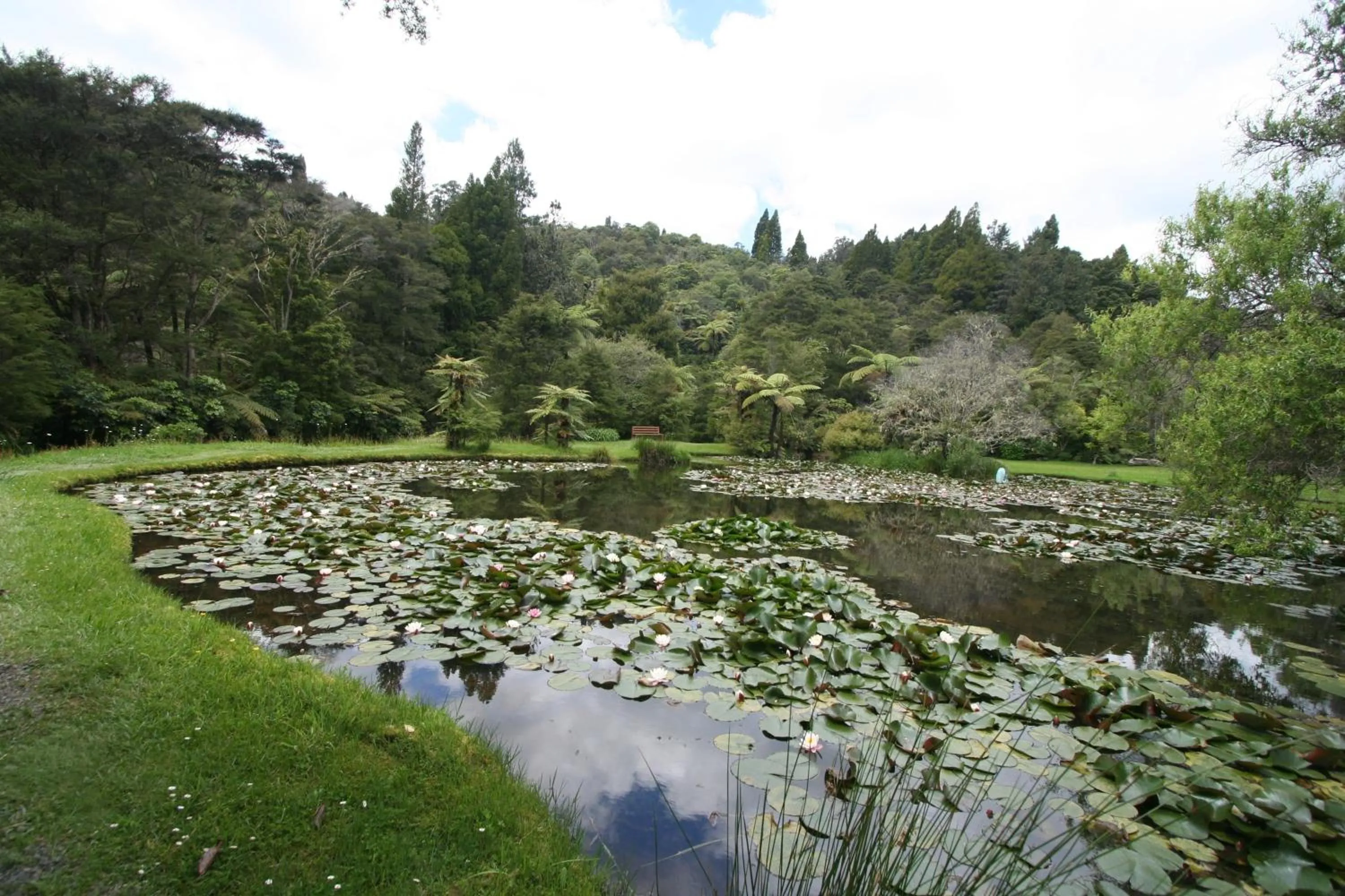 Garden in Rapaura Watergardens