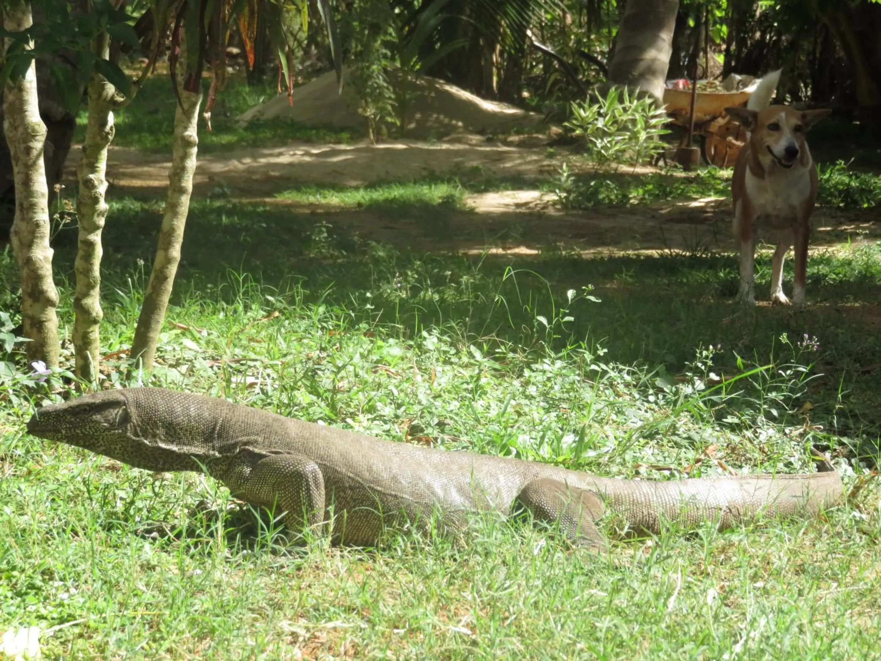 Garden in Beach Lagoon Guesthouse