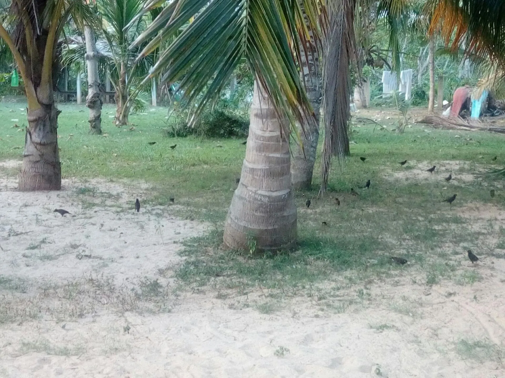 Garden view in Beach Lagoon Guesthouse
