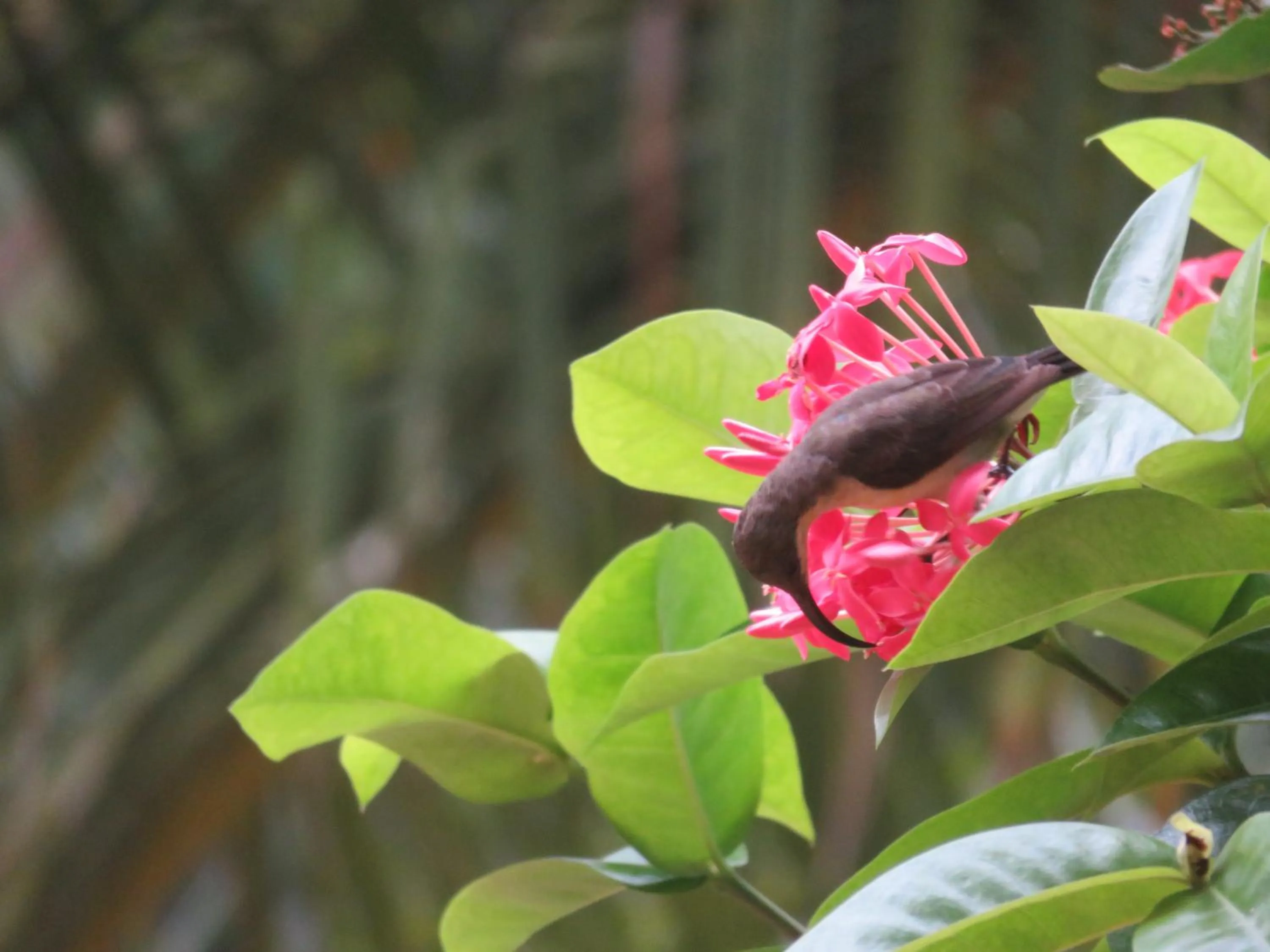 Garden in Beach Lagoon Guesthouse