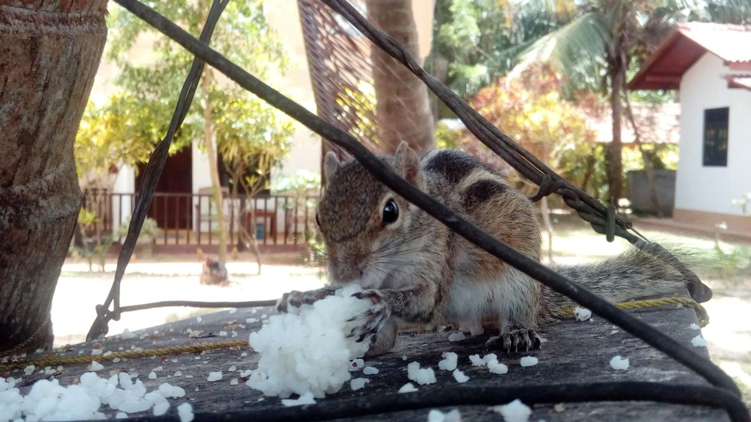 Garden in Beach Lagoon Guesthouse