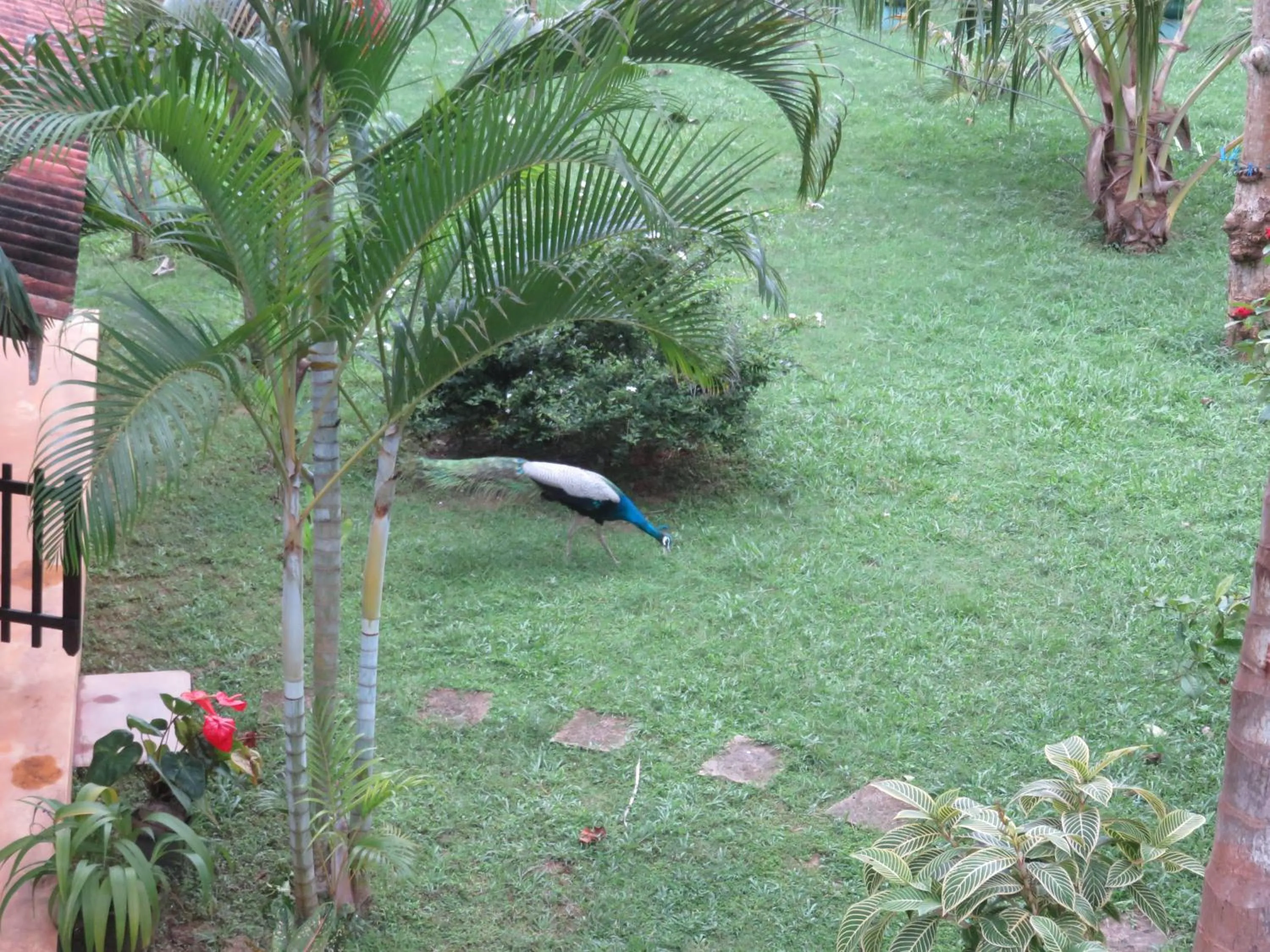 Garden in Beach Lagoon Guesthouse