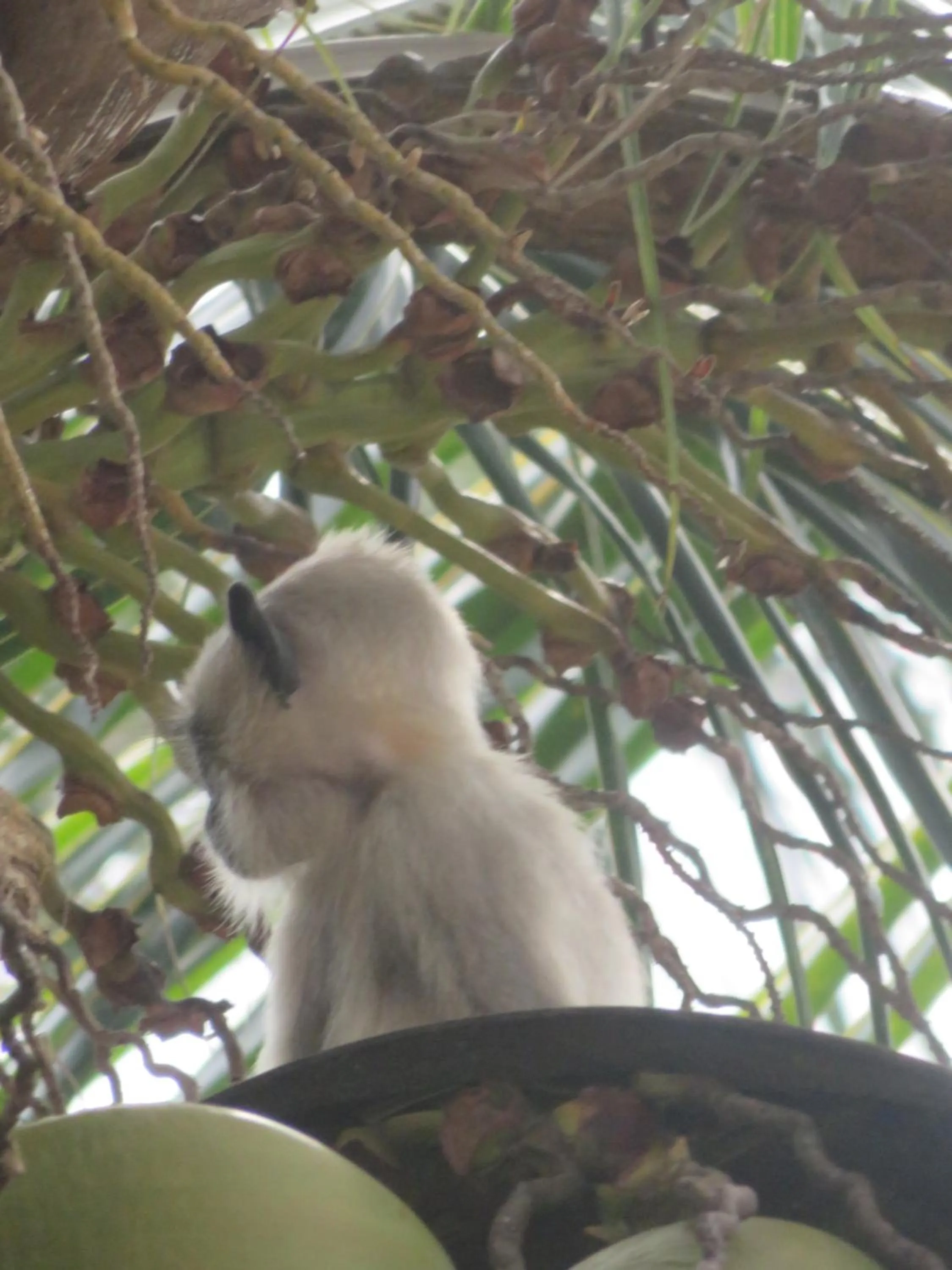 Animals in Beach Lagoon Guesthouse