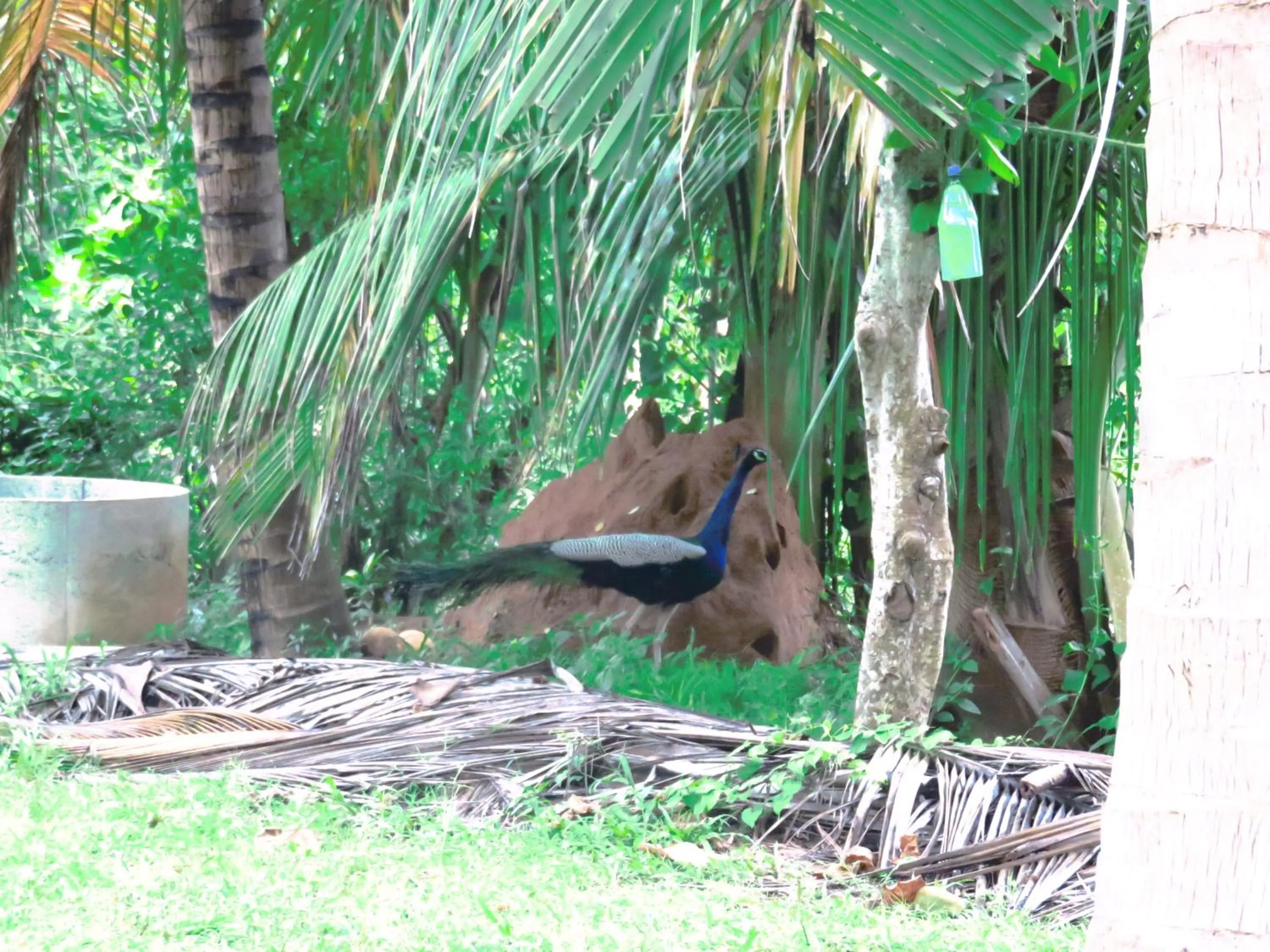 Garden in Beach Lagoon Guesthouse
