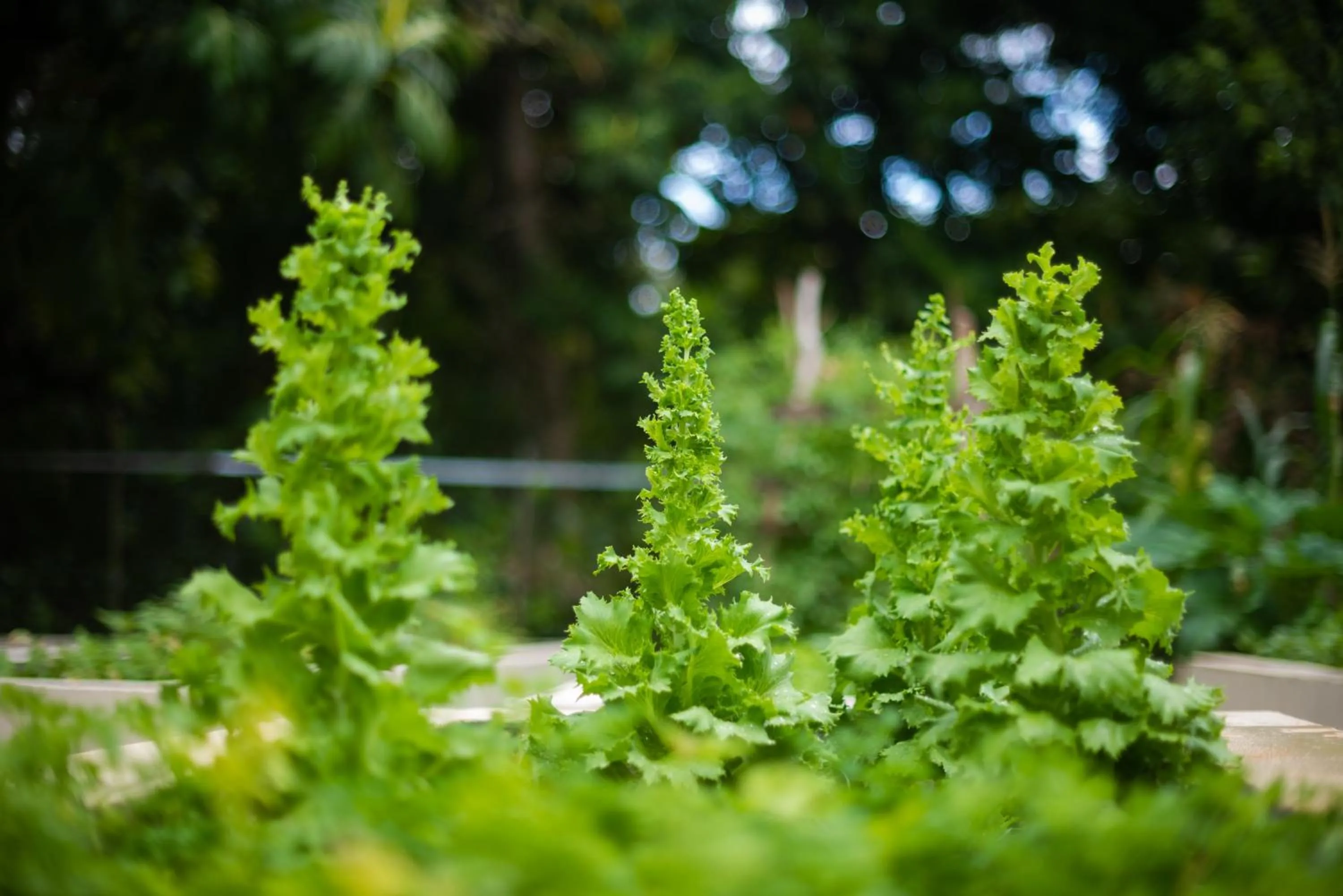 Garden in Mantis Soanambo Hotel And Spa