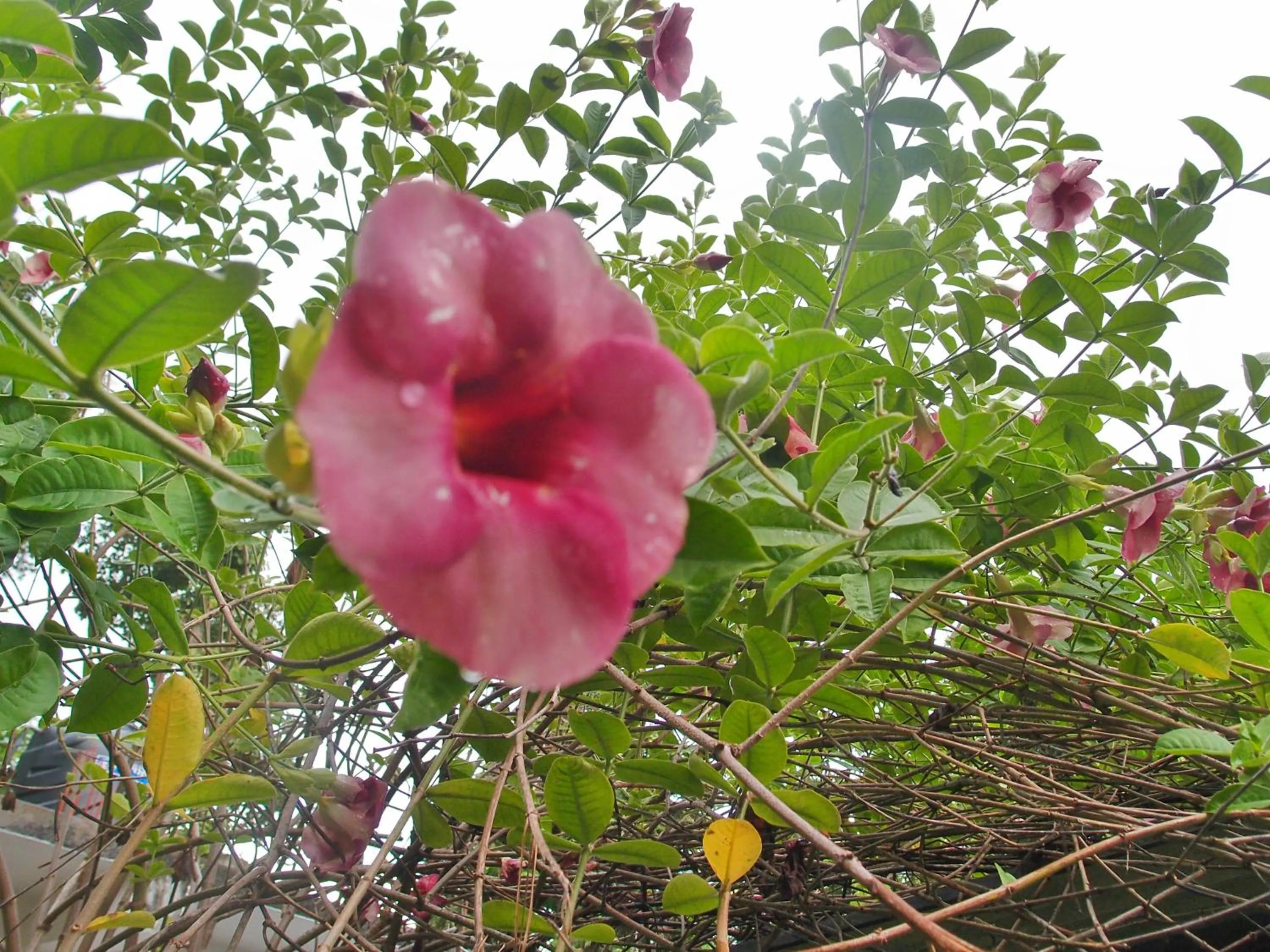 Natural landscape in Unawatuna Nor Lanka Hotel