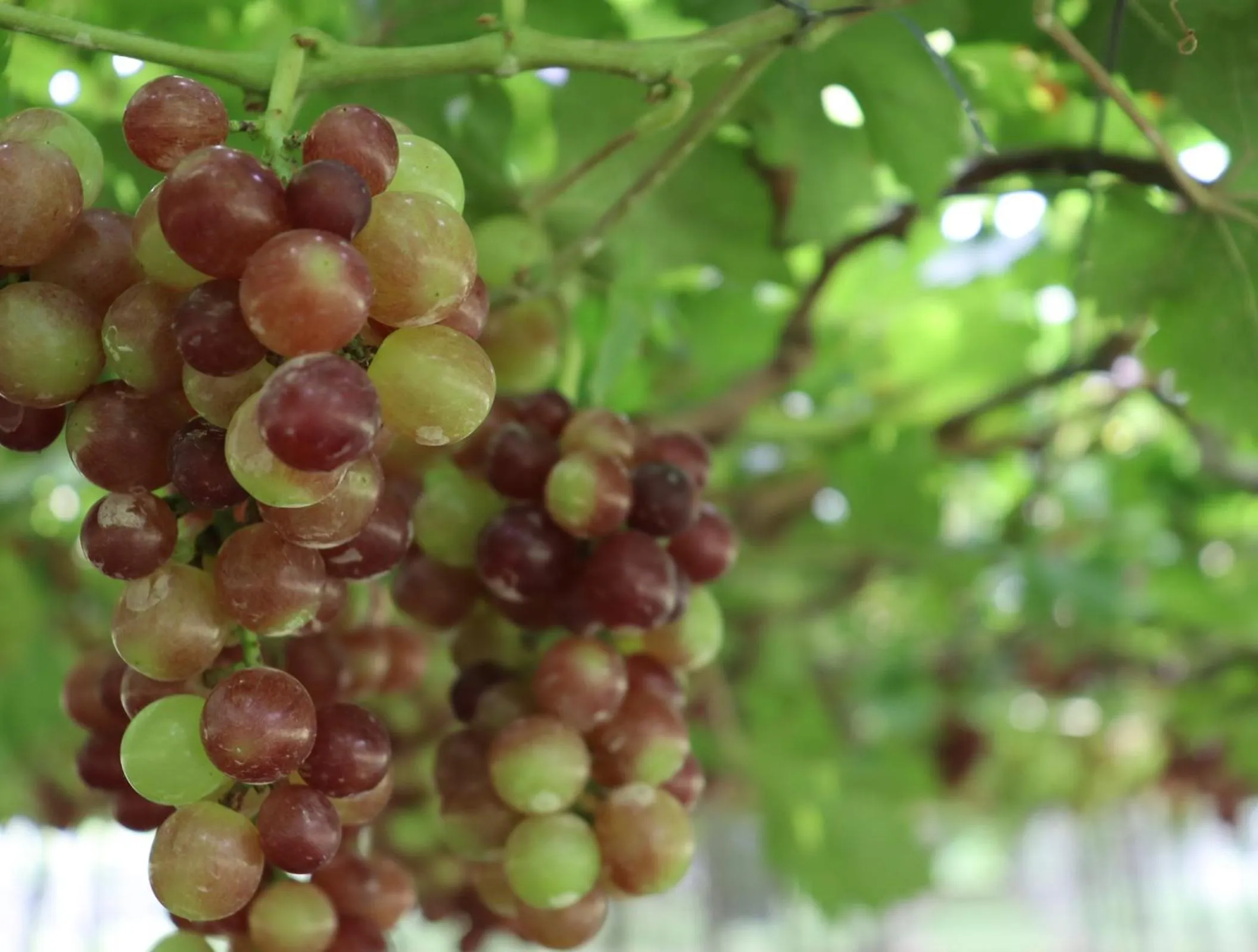 Activities in The Vineyard at Tanauan