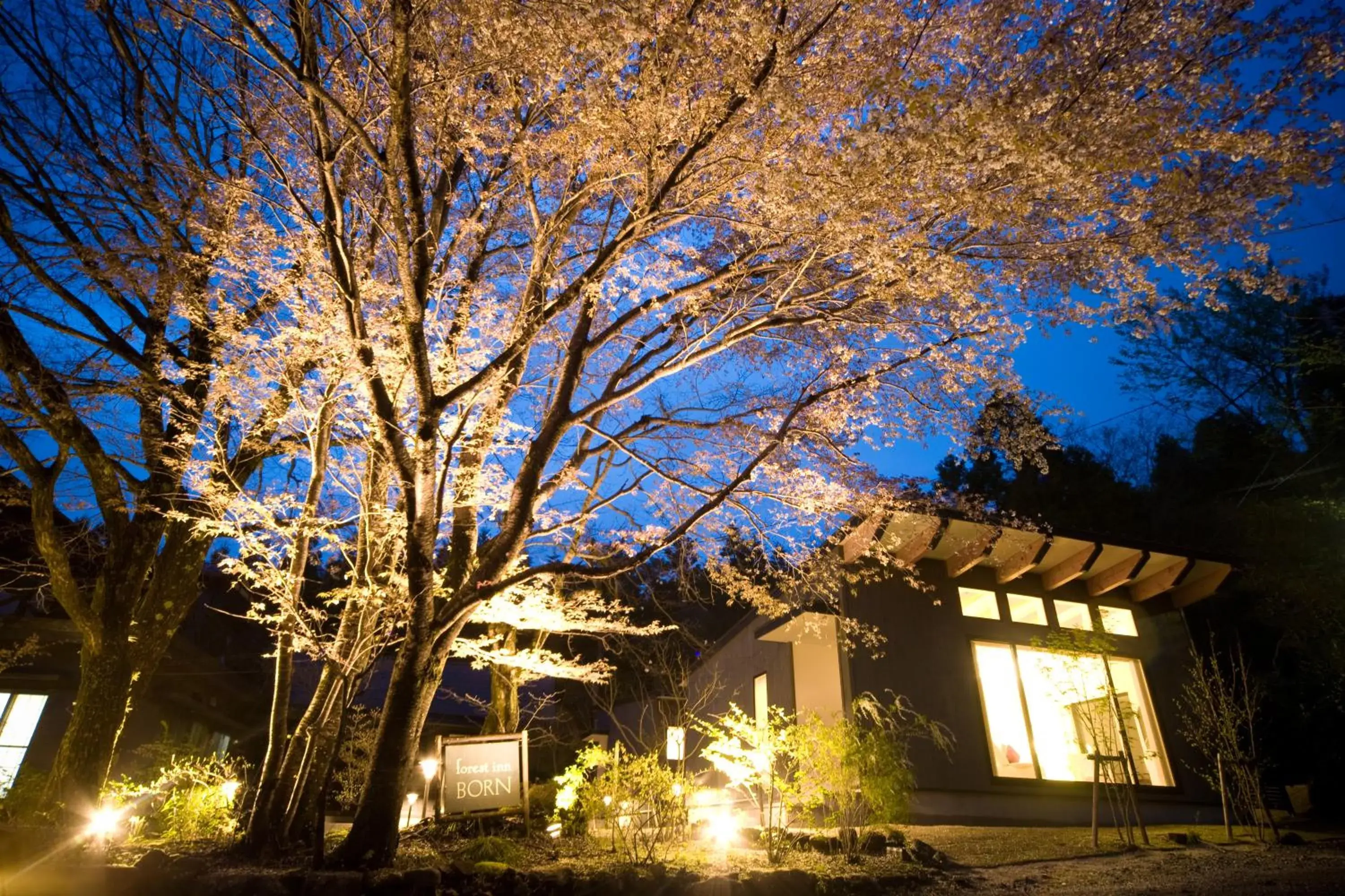 Forest Inn Born Forest Inn Born