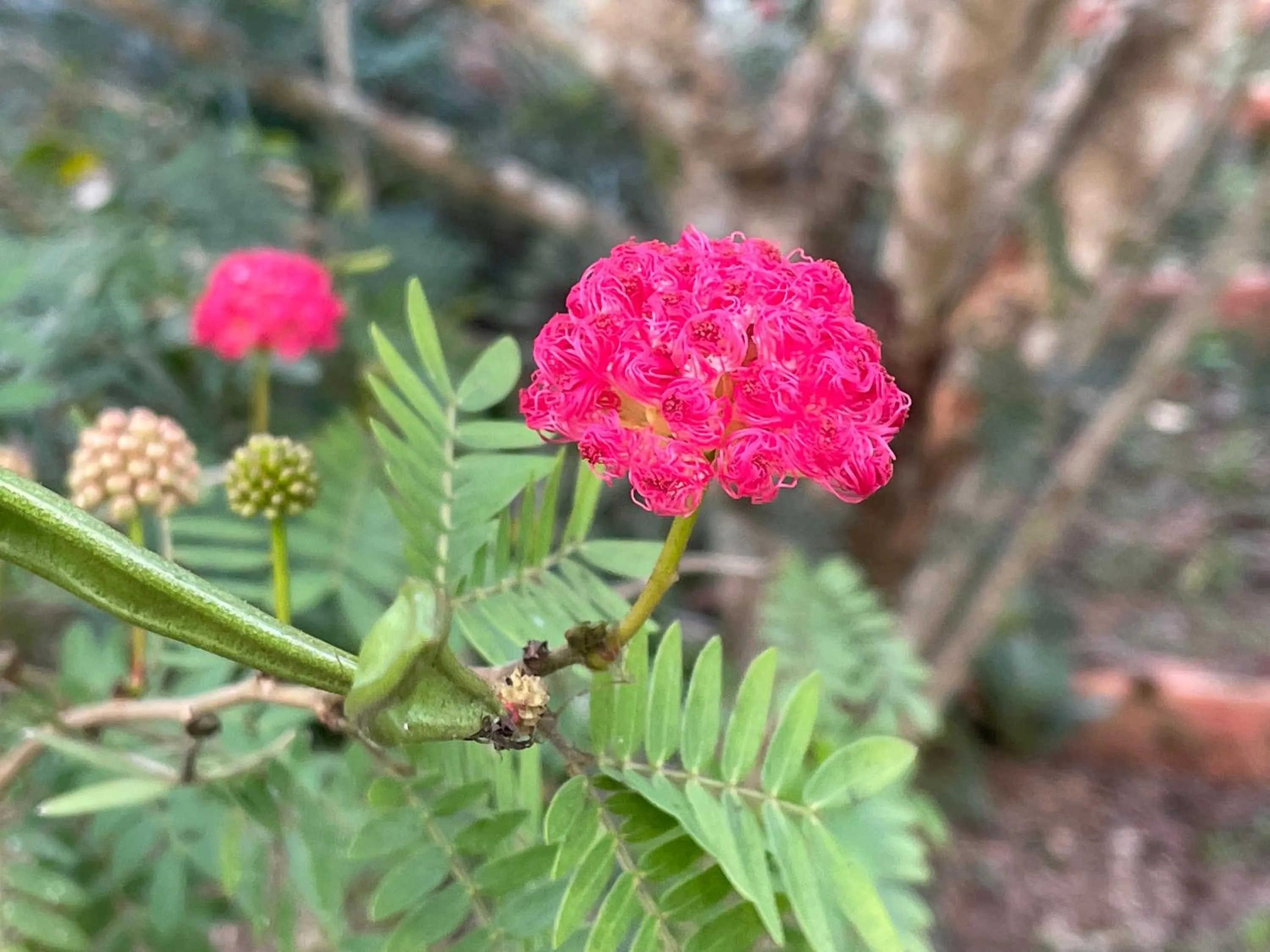 Garden in Chiang Dao Roundhouses