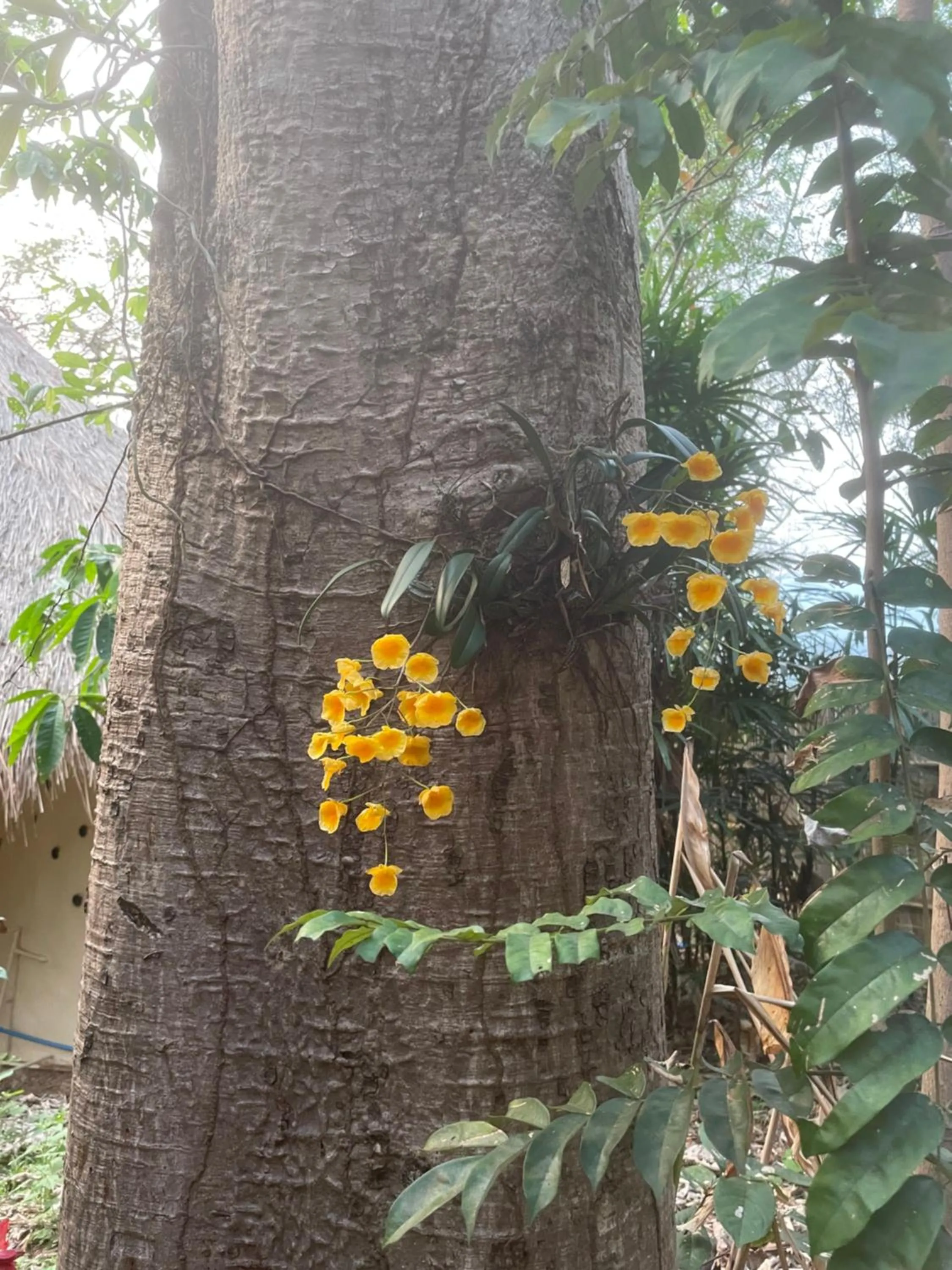 Garden in Chiang Dao Roundhouses