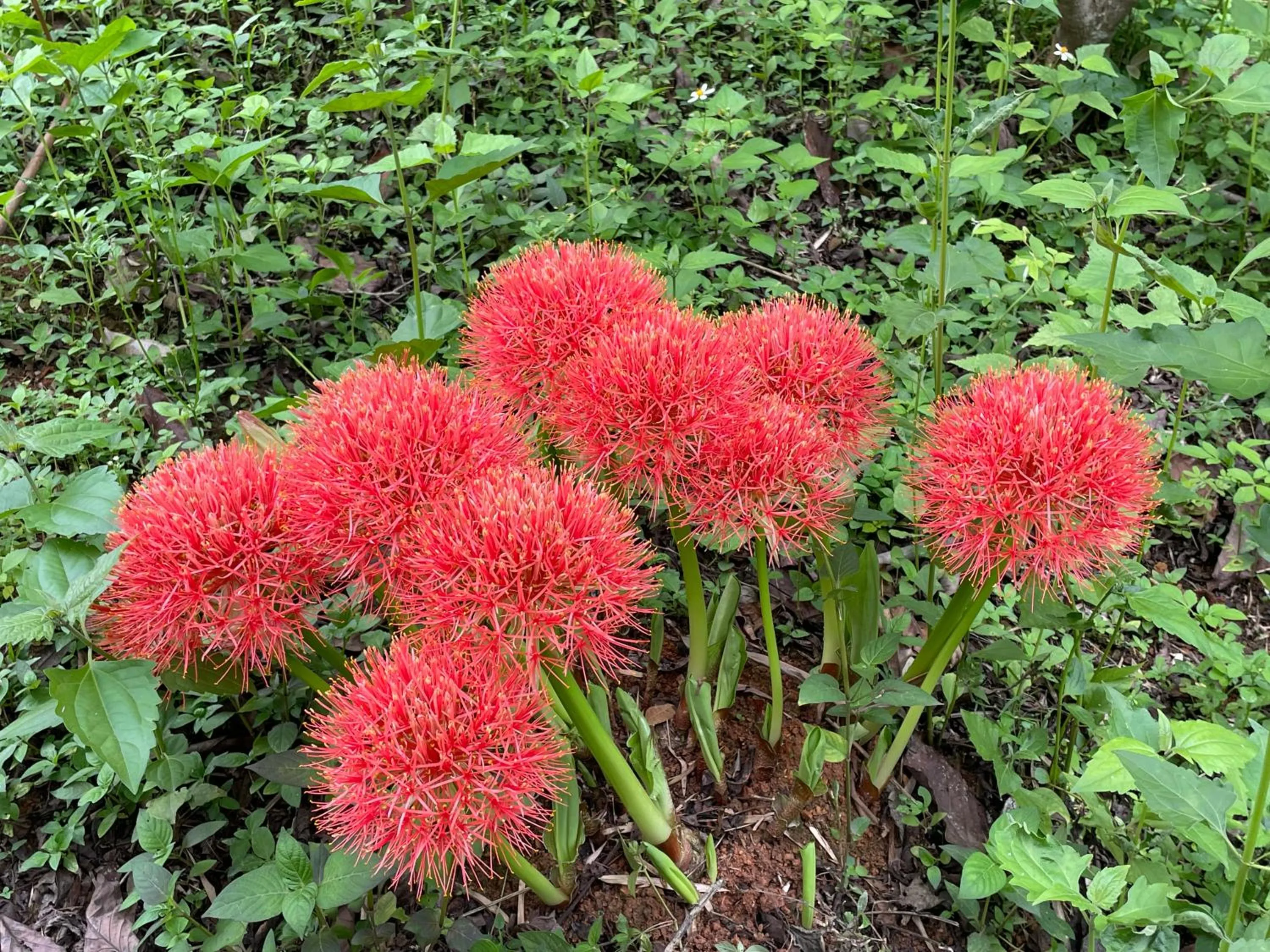 Garden in Chiang Dao Roundhouses