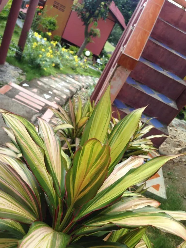 Garden in J.B.Hut Bungalows