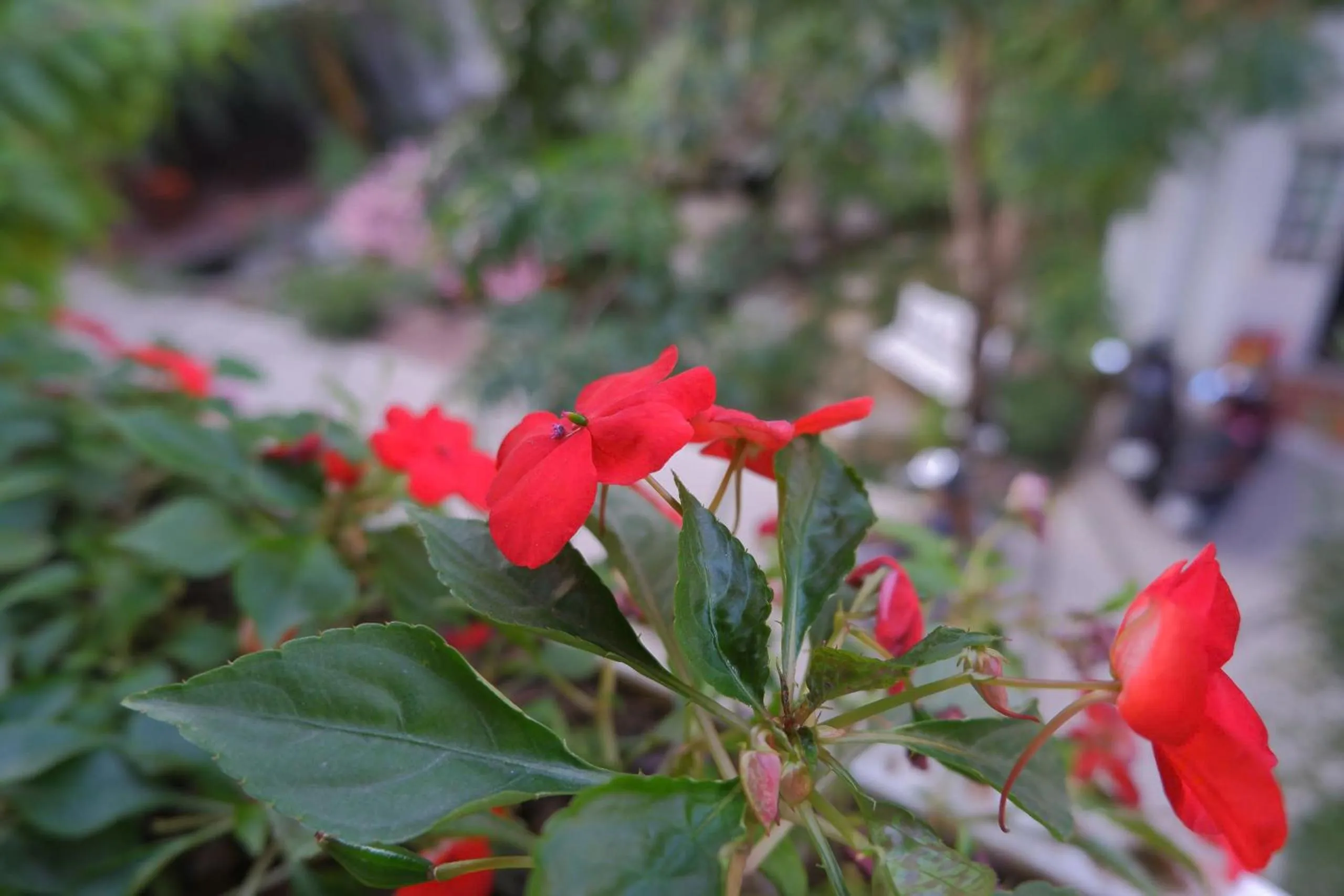 Day in Tuong Vi Hotel