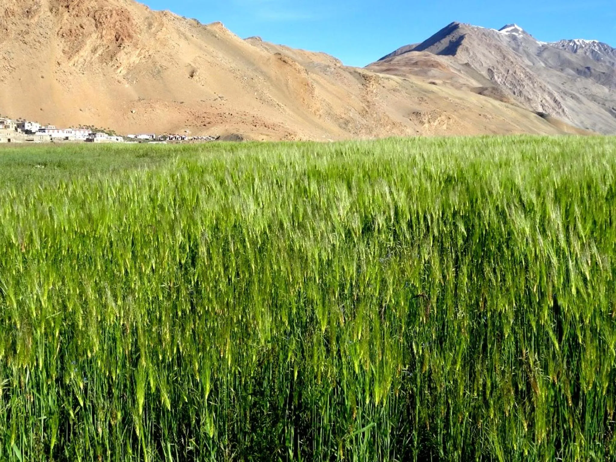 Mountain view in Tsomoriri Hotel Lake View