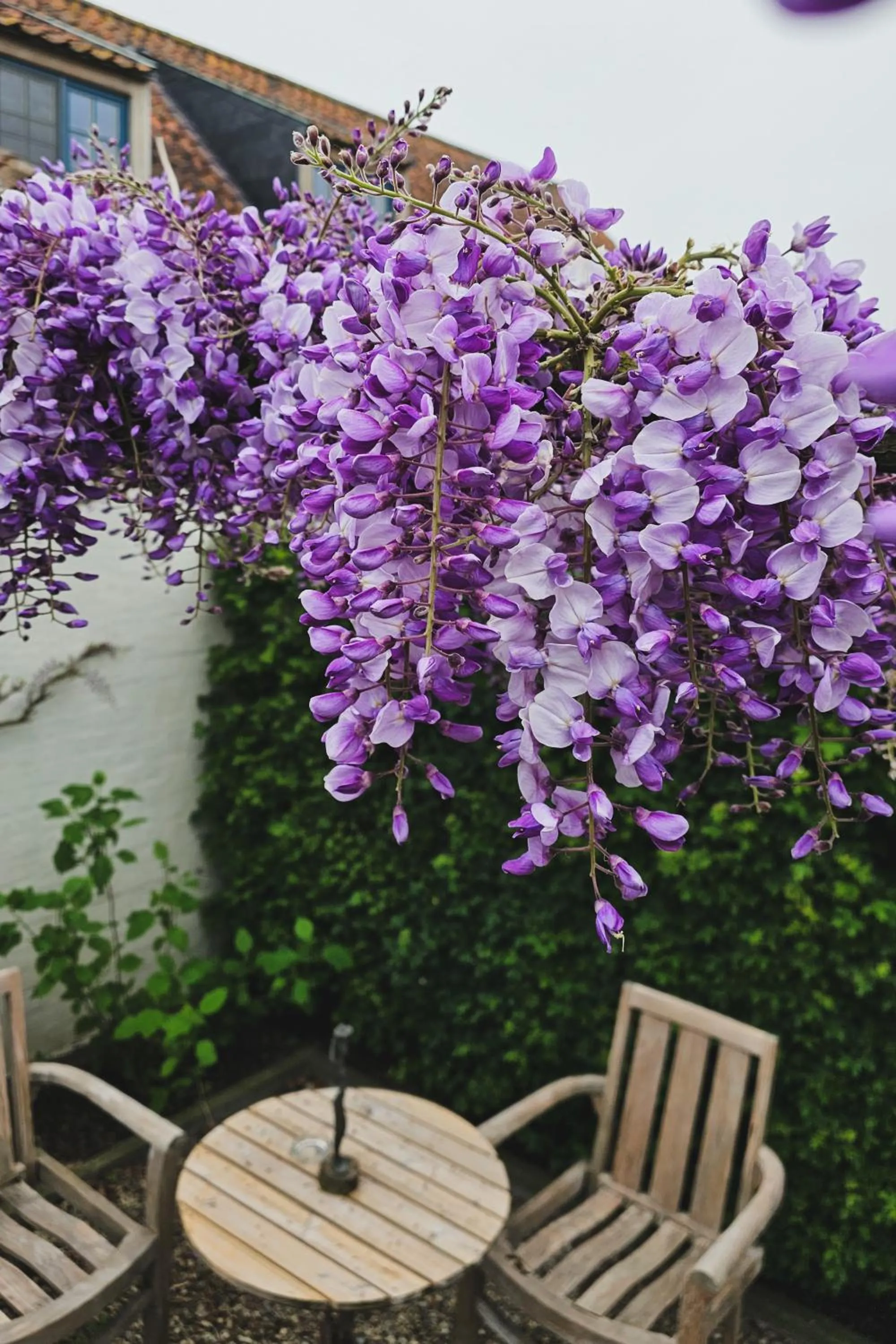 Garden in Boutique B&B Droomkerke