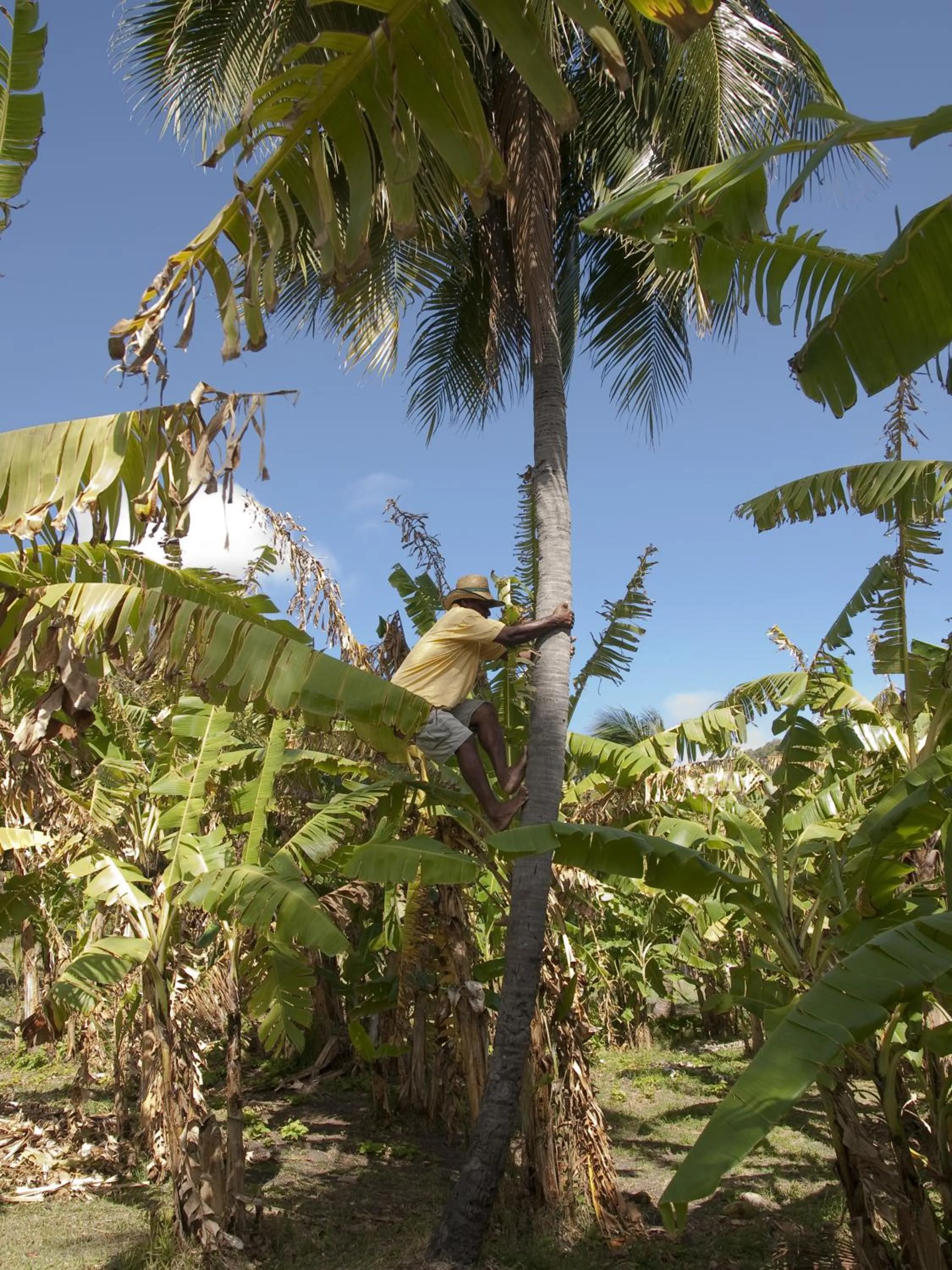 Garden in Firefly Estate Bequia