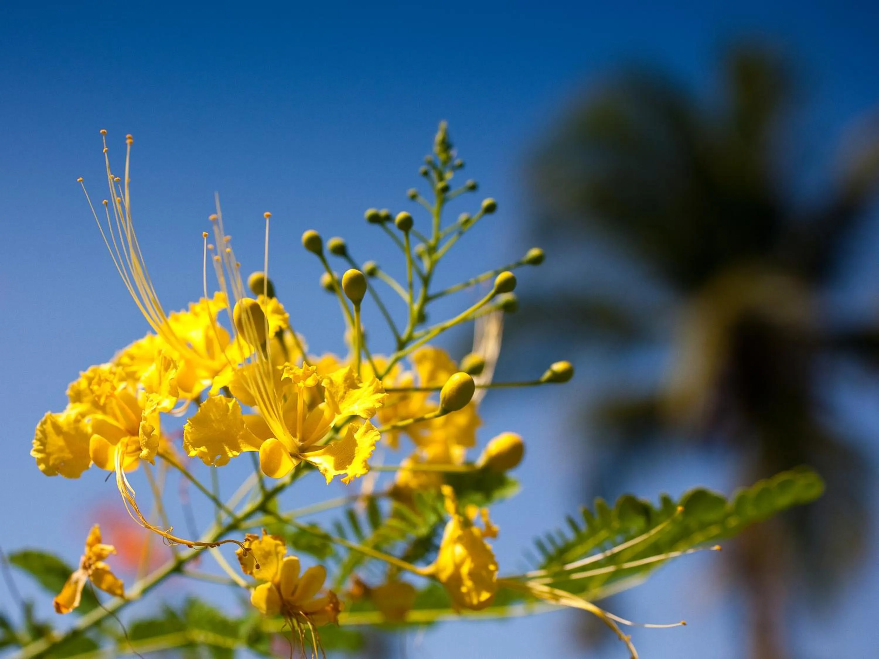 Garden in Firefly Estate Bequia