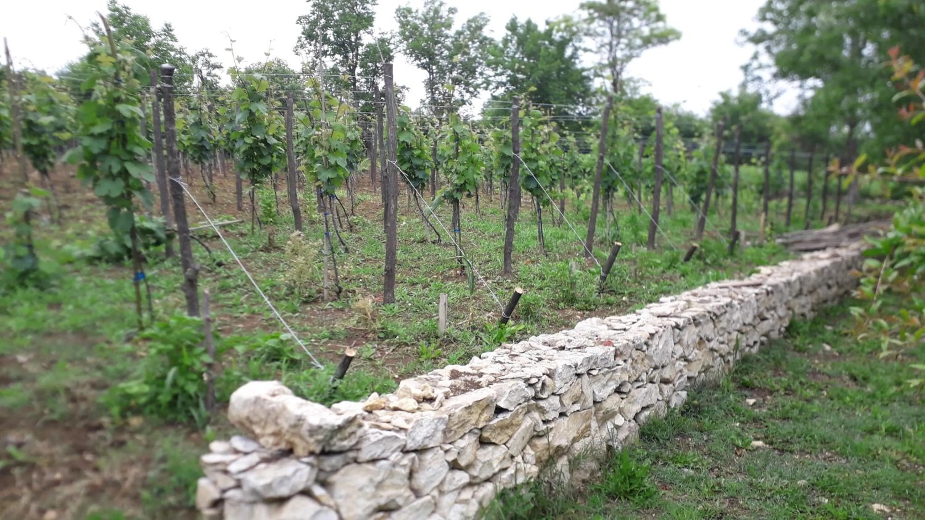 Garden in Kutaisi Center Guesthouse