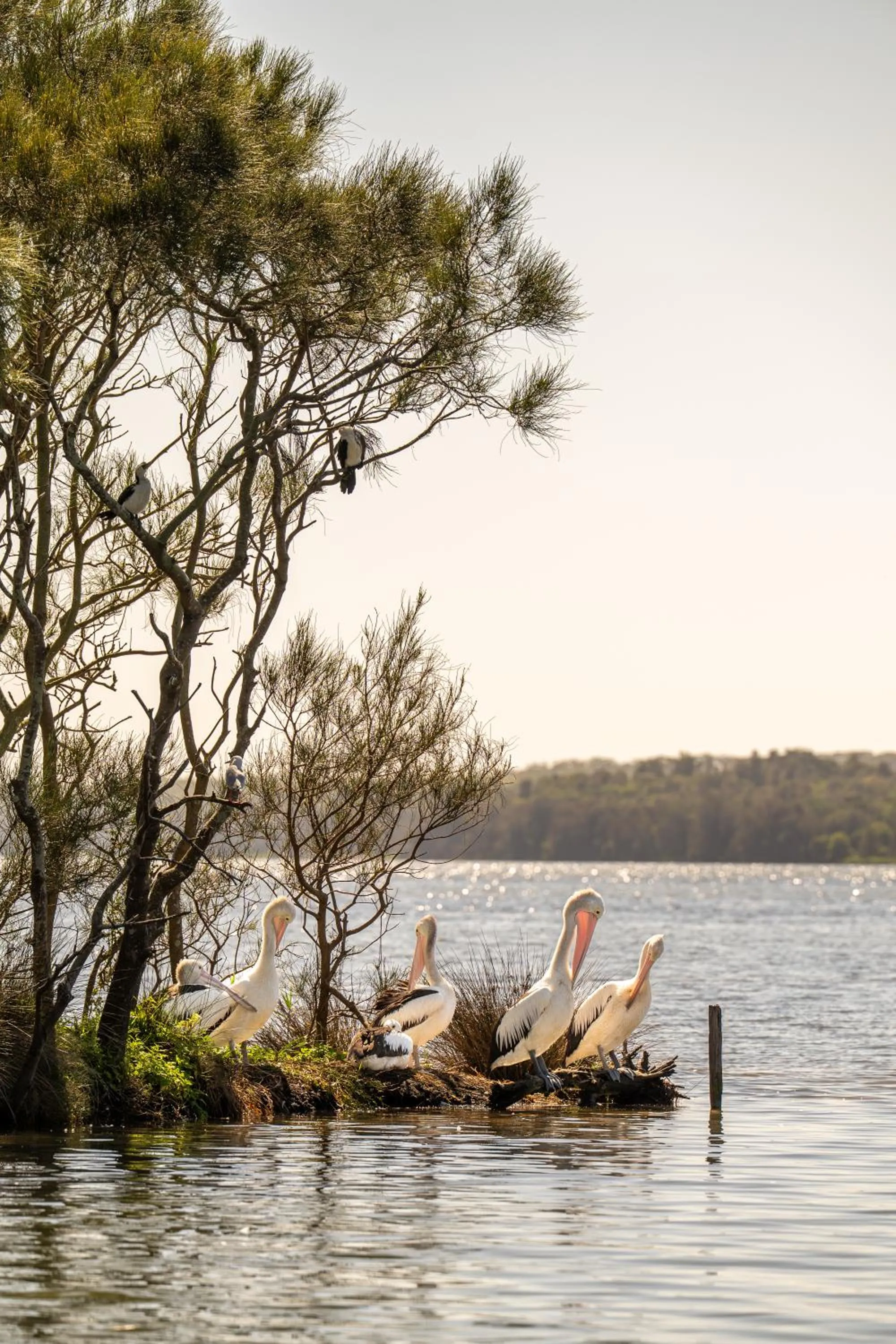 Beach in Nesuto The Entrance