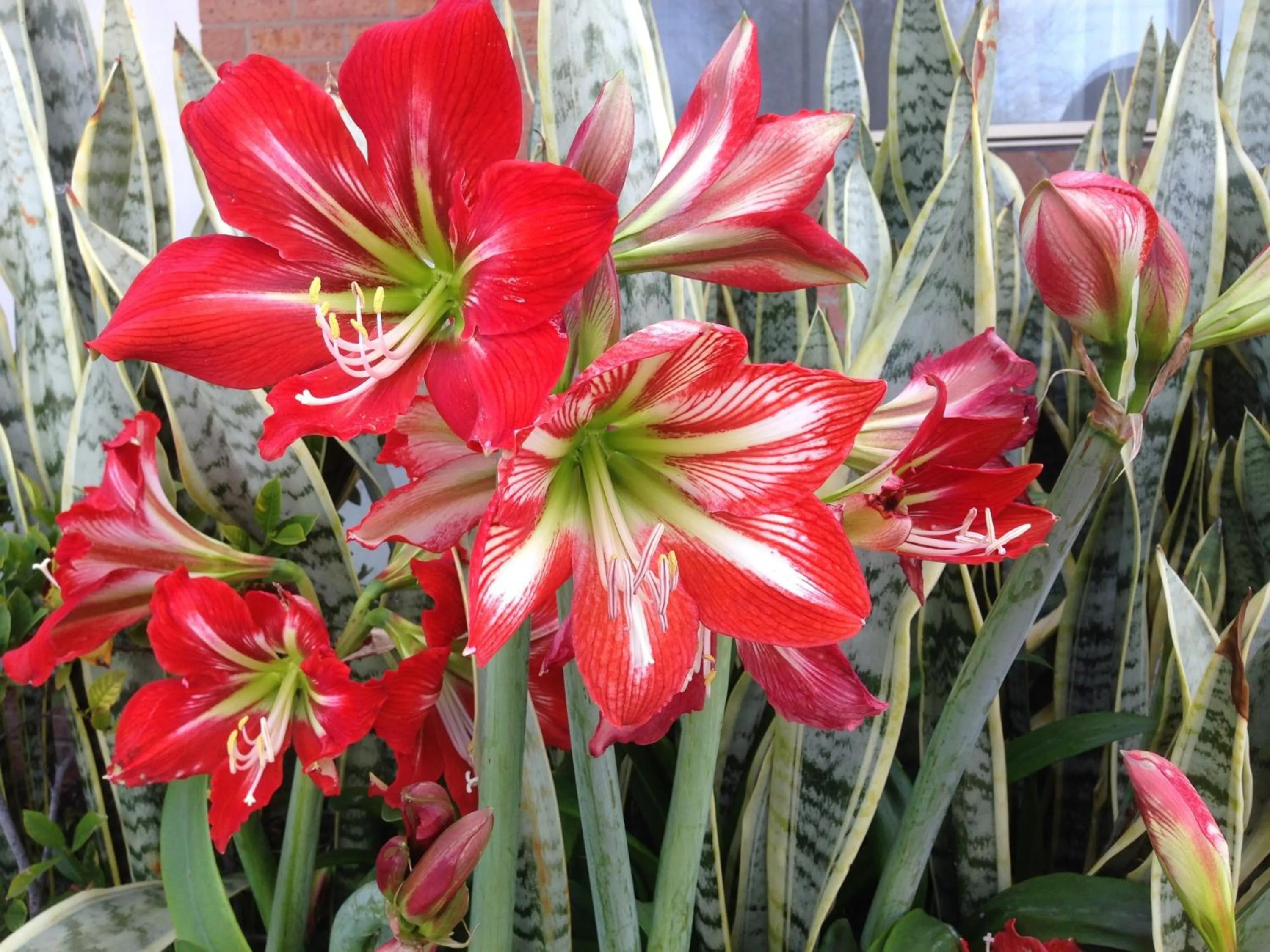 Area and facilities in Branxton House Motel