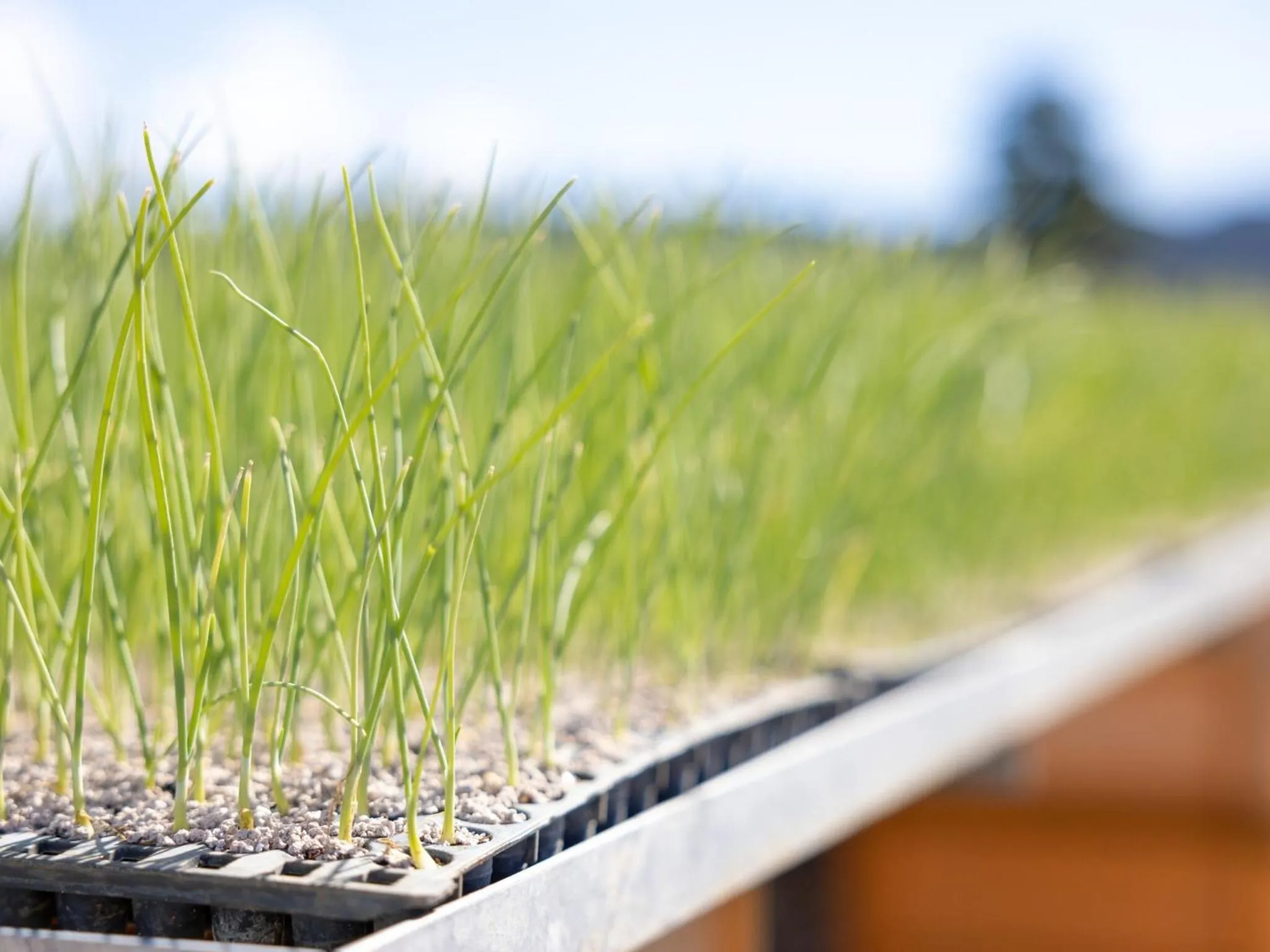 Breakfast in Hotel Taiyo Noen Tokushima Kenchomae
