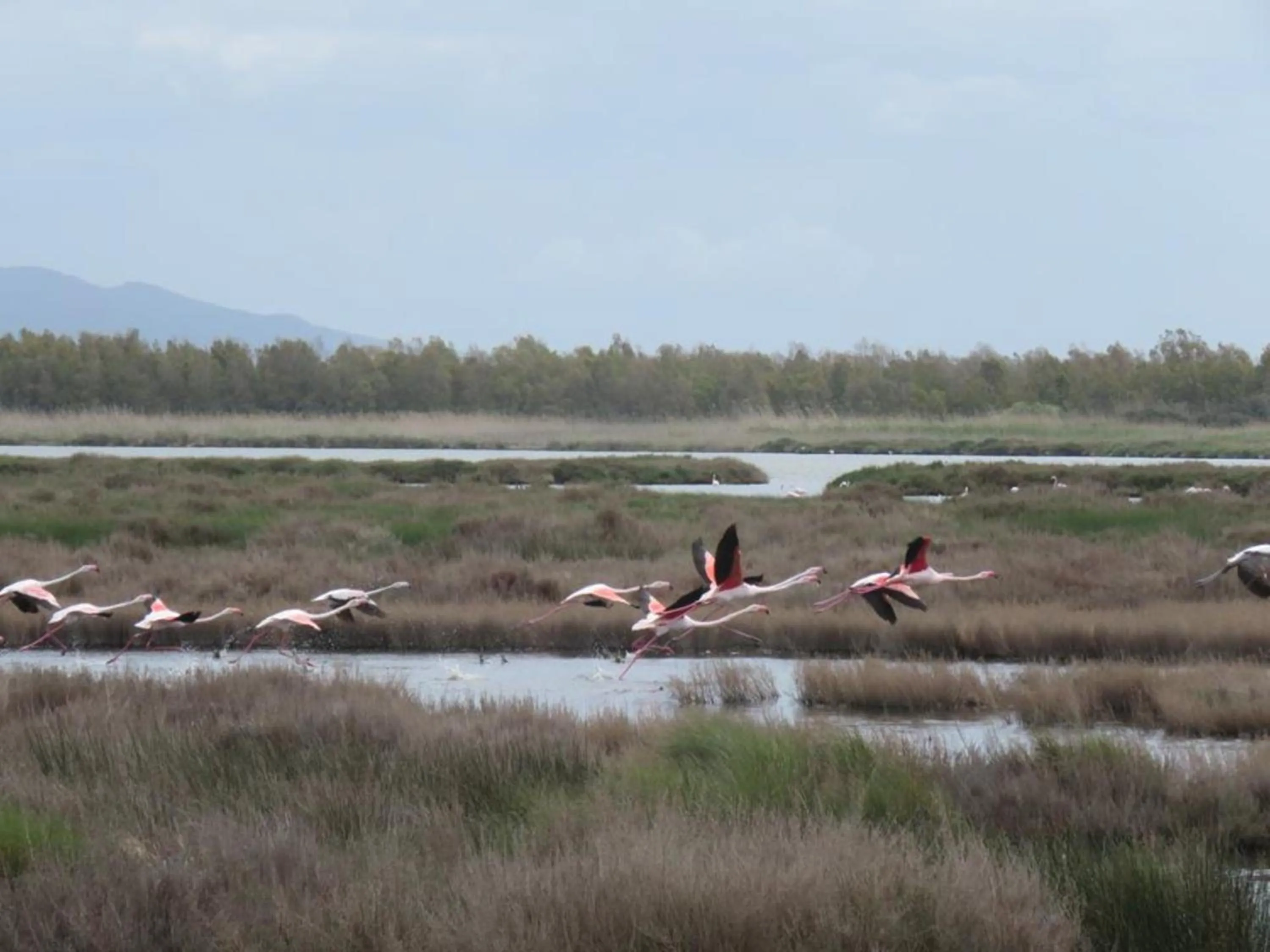 Animals in MEMO'S Affittacamere